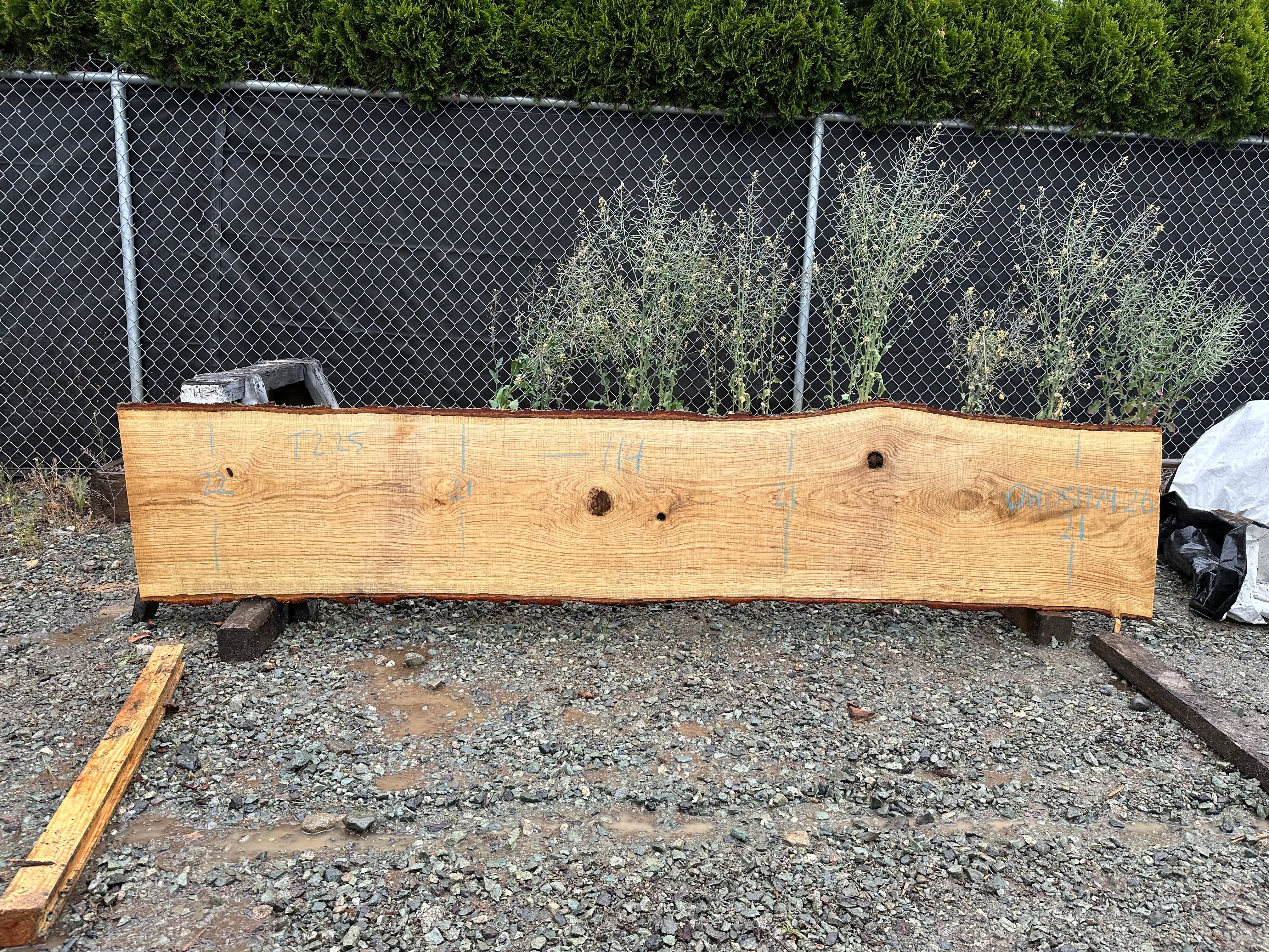 White Oak - OW051724-2.6