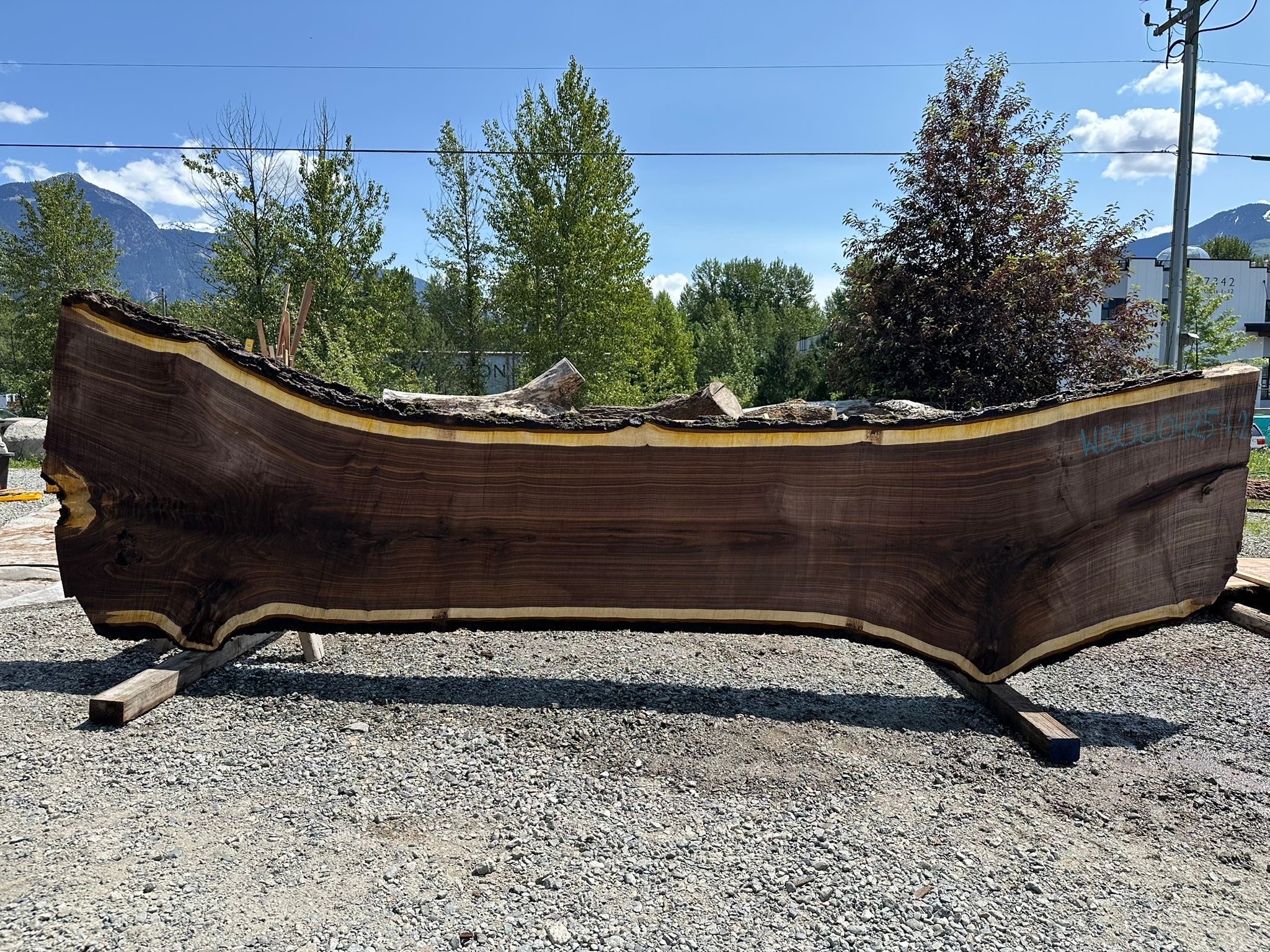 Black Walnut - WB060425-1.2