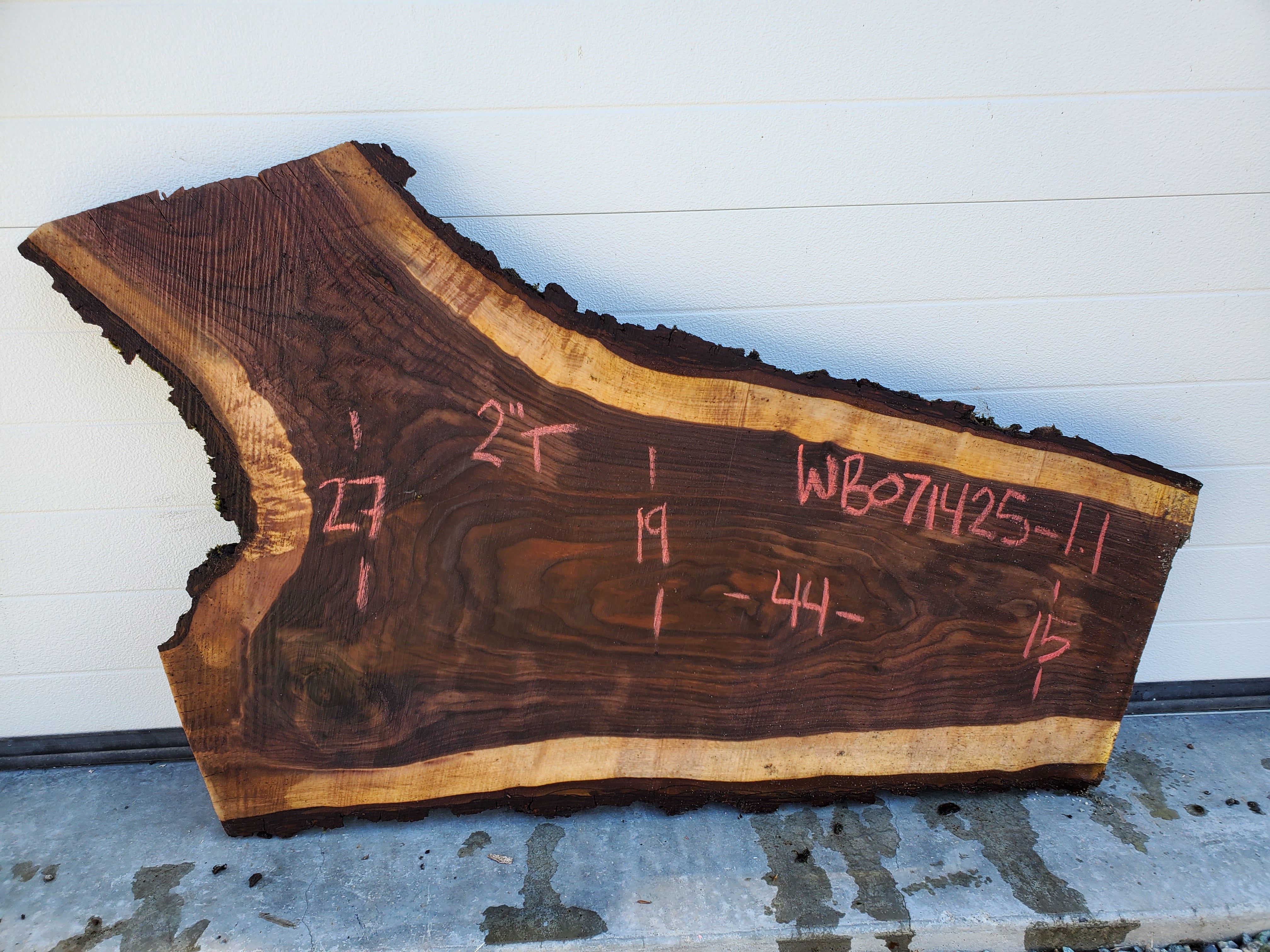 Black Walnut - WB071425-1.1