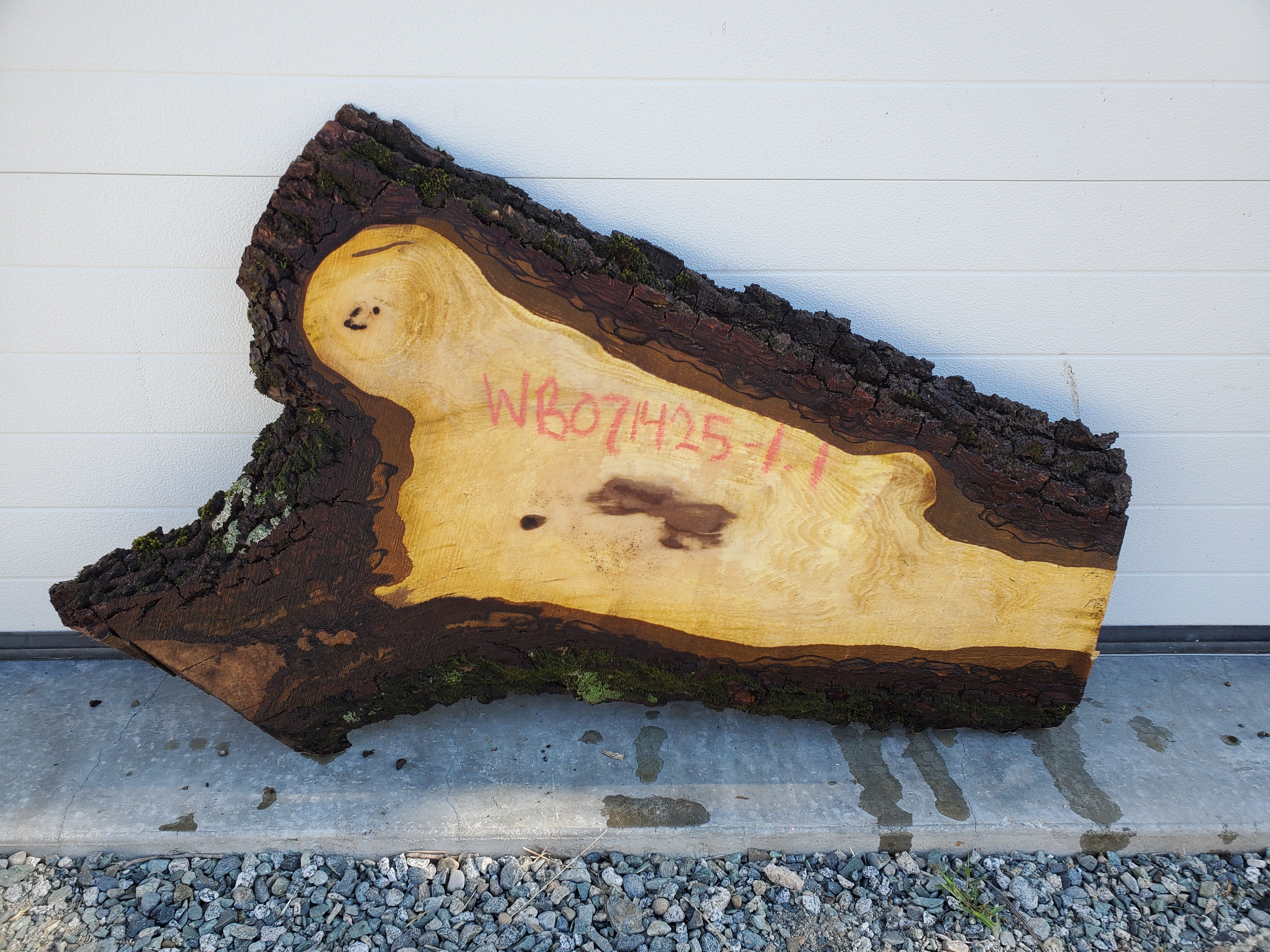 Black Walnut - WB071425-1.1