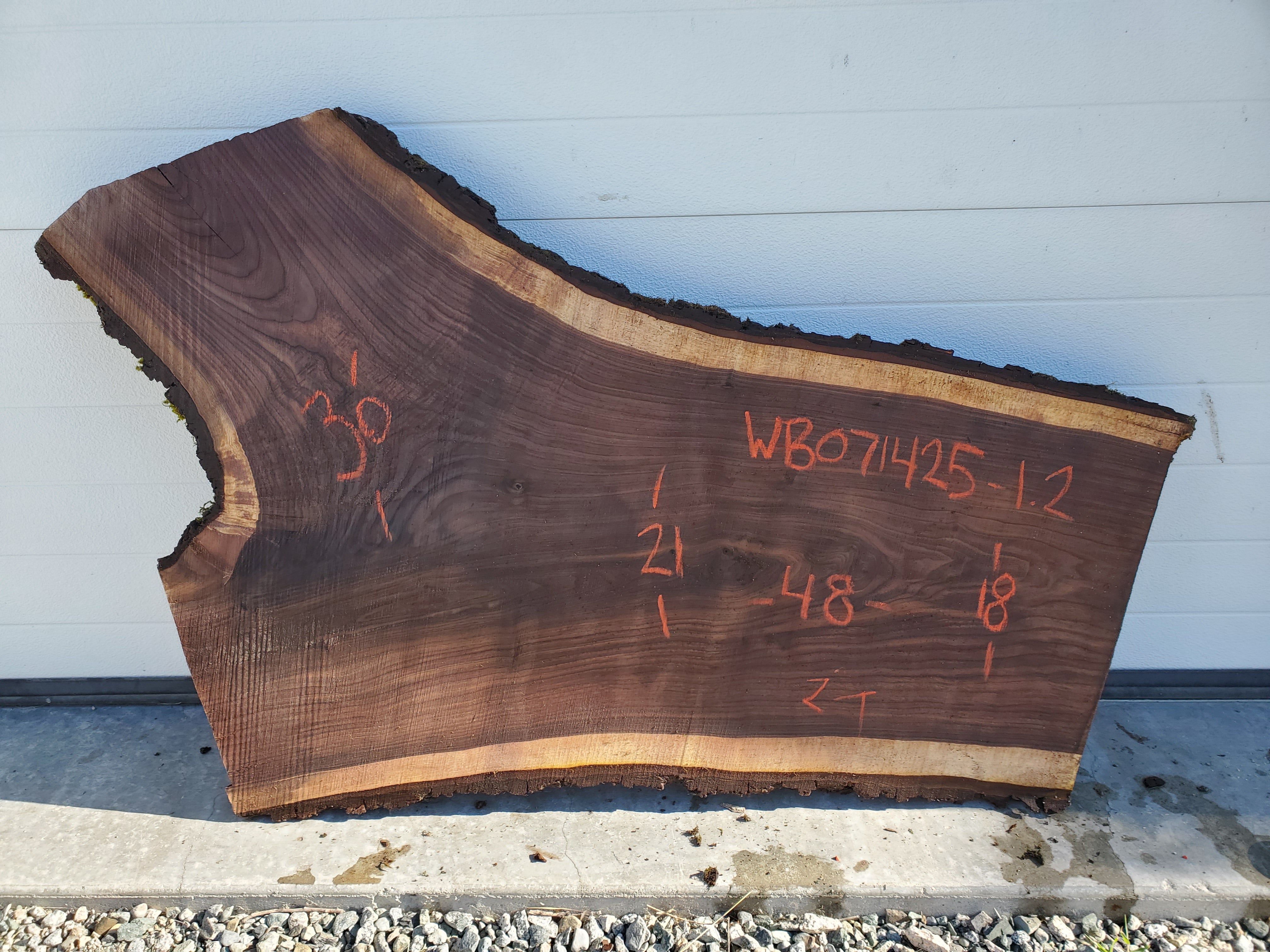 Black Walnut - WB071425-1.2