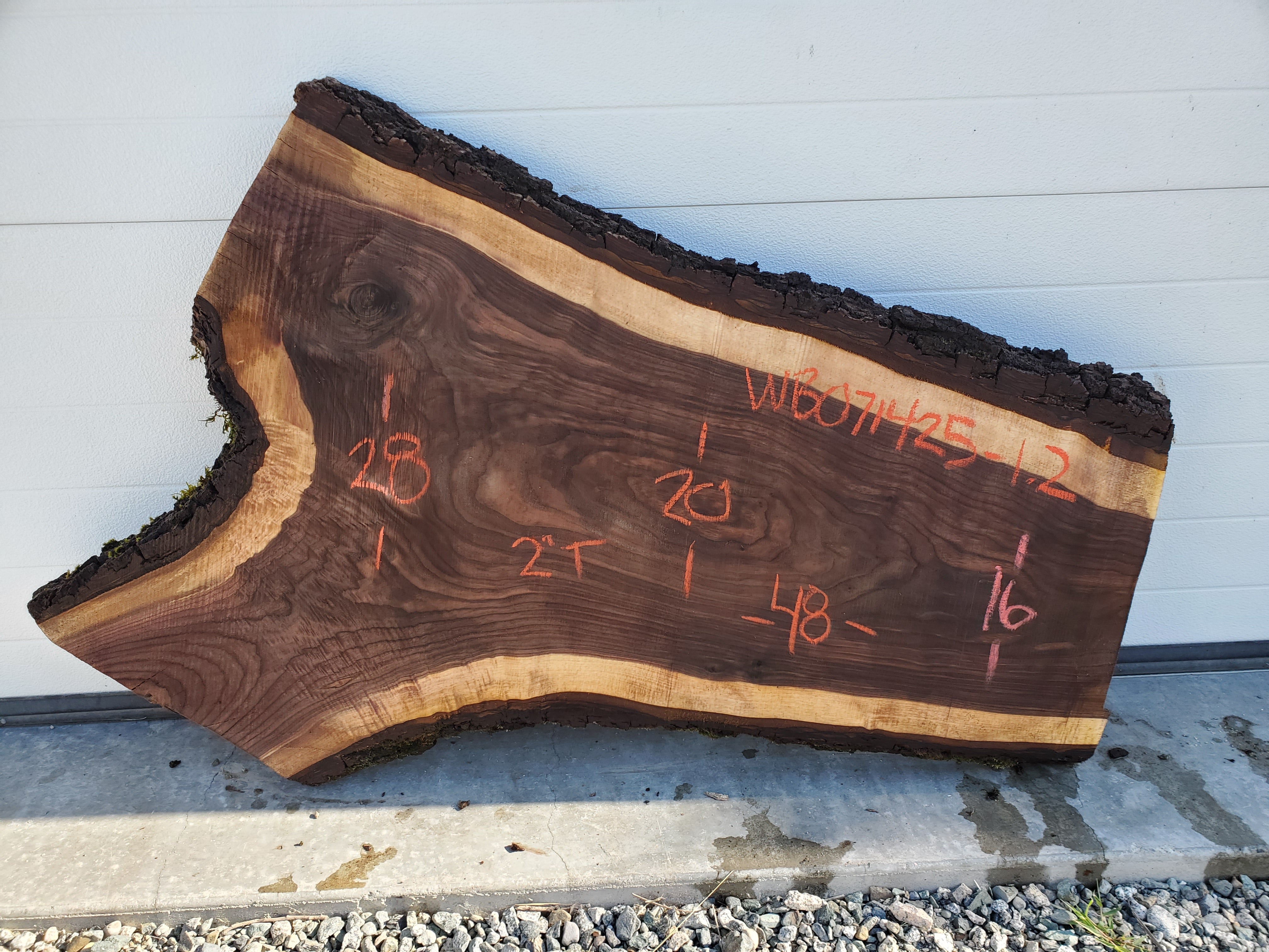 Black Walnut - WB071425-1.2