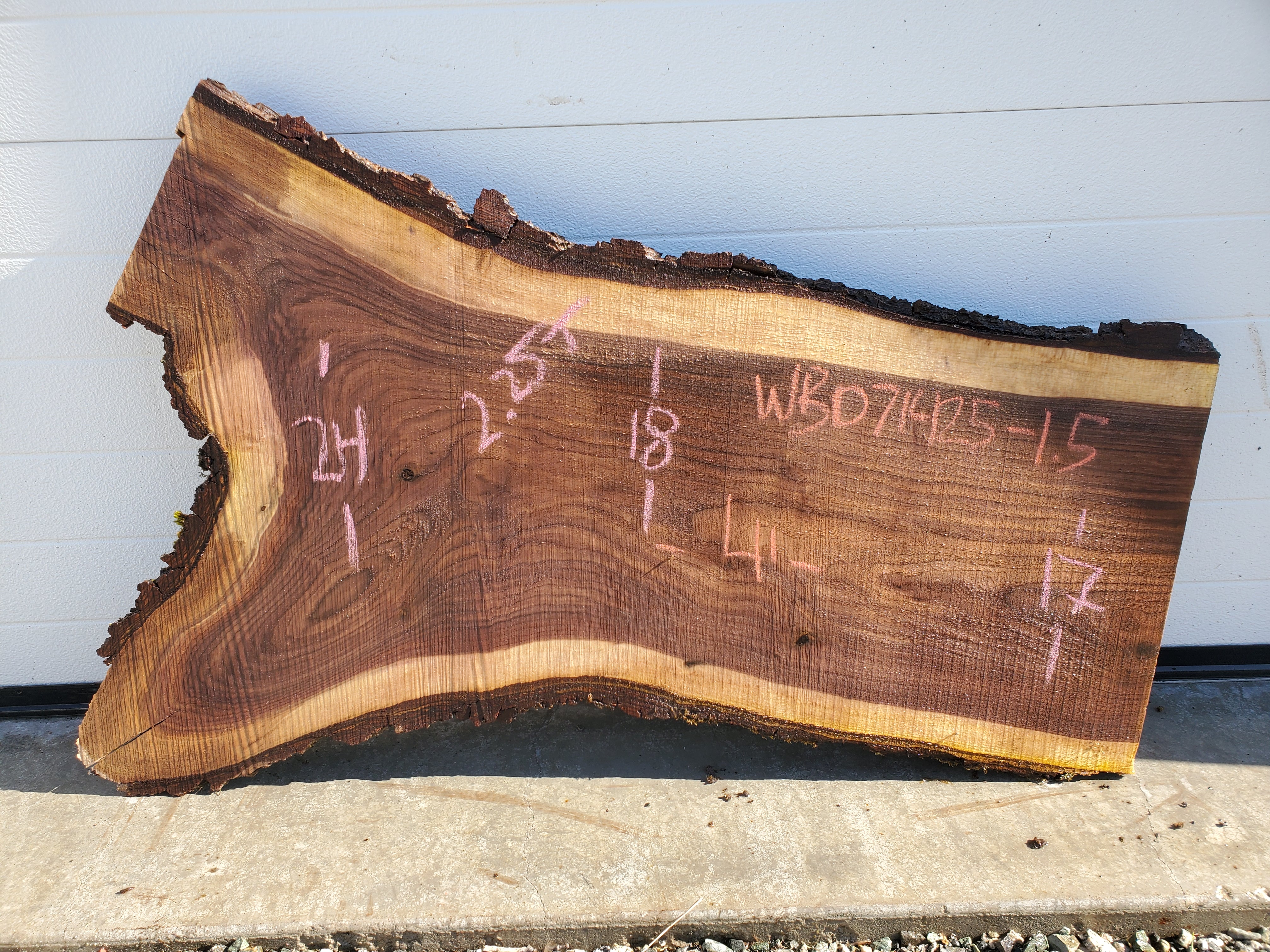 Black Walnut - WB071425-1.5