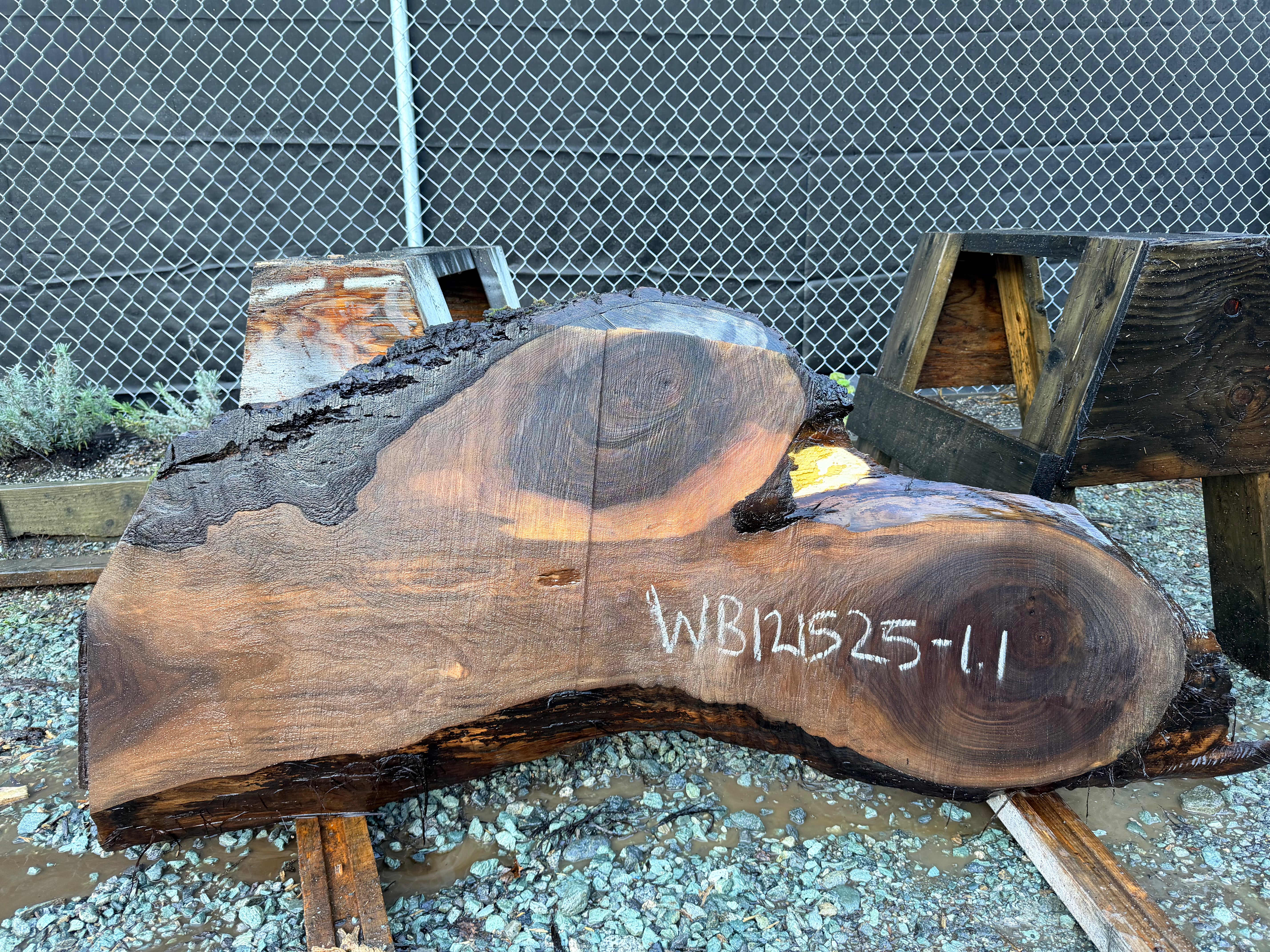 Black Walnut - WB121525-1.1