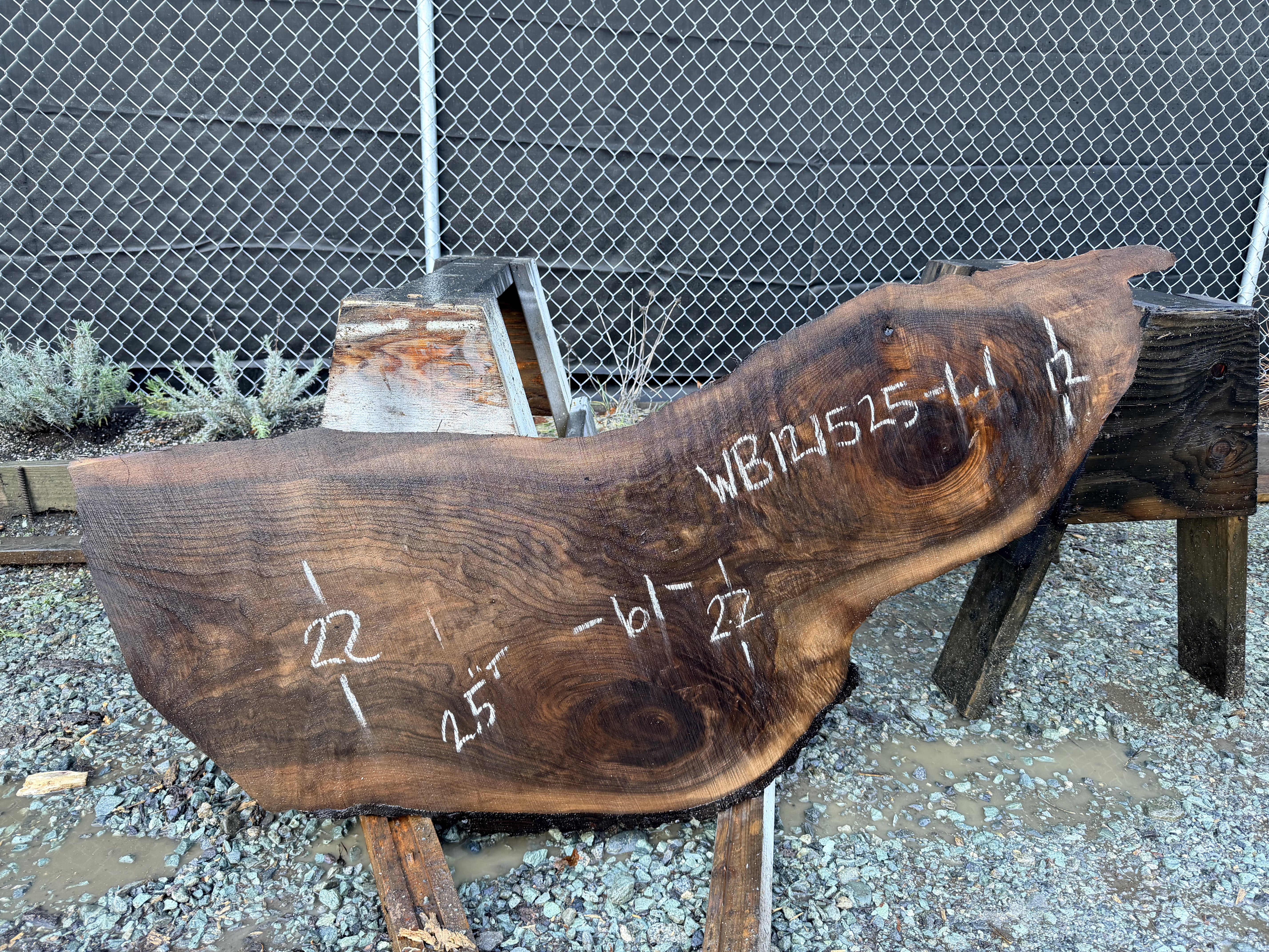Black Walnut - WB121525-1.1