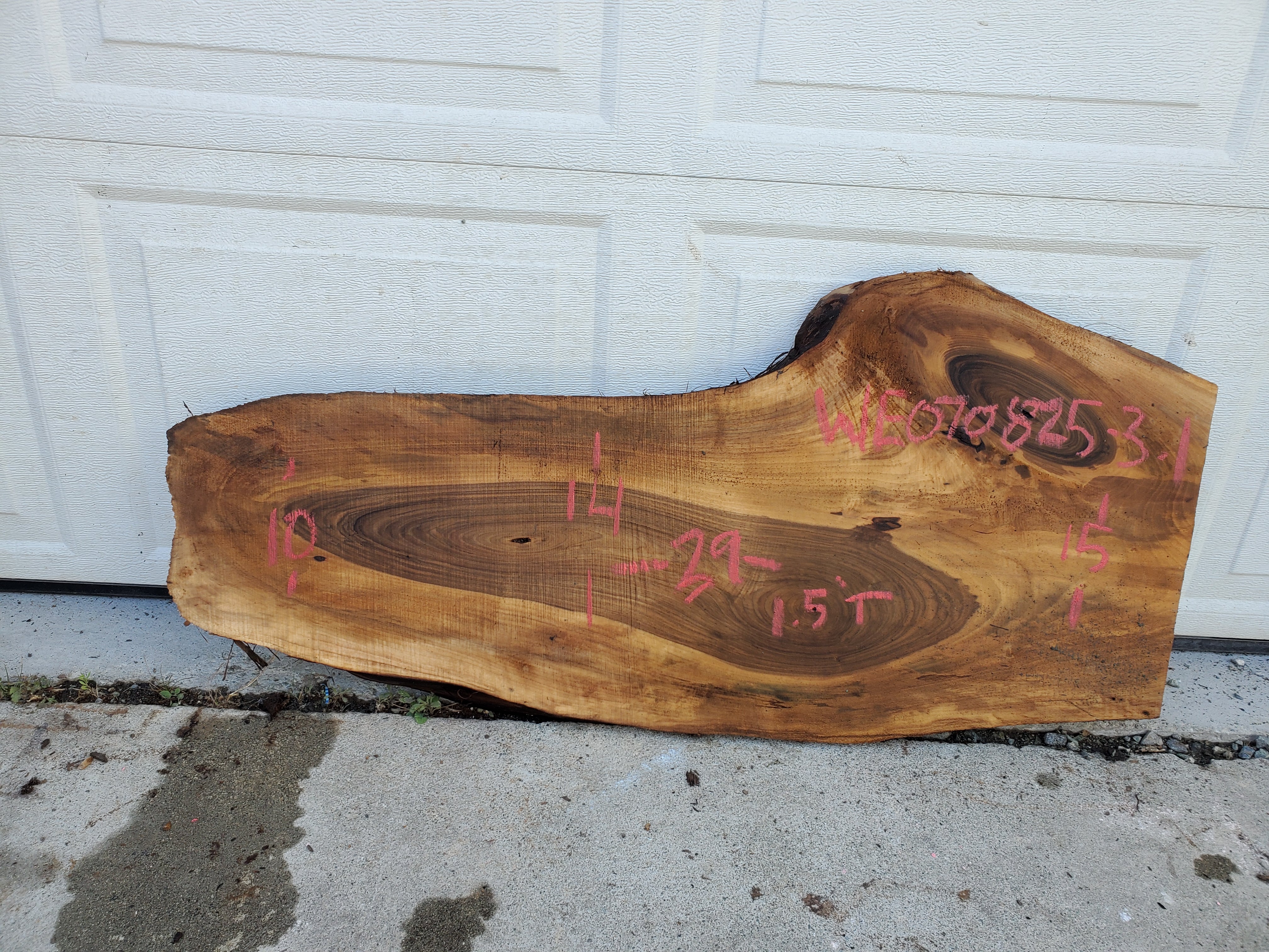 English Walnut - WE070825-3.1