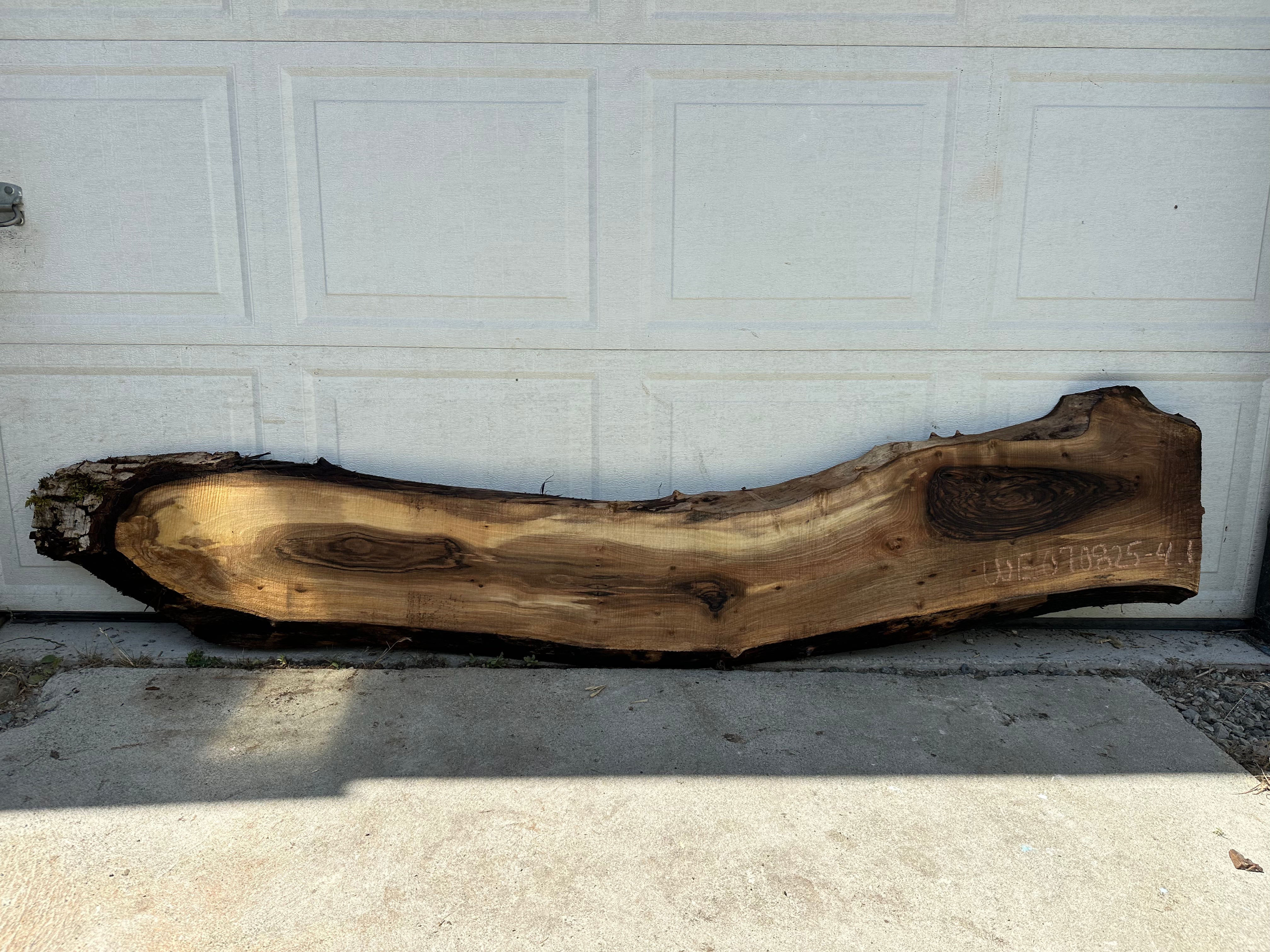 English Walnut - WE070825-4.1