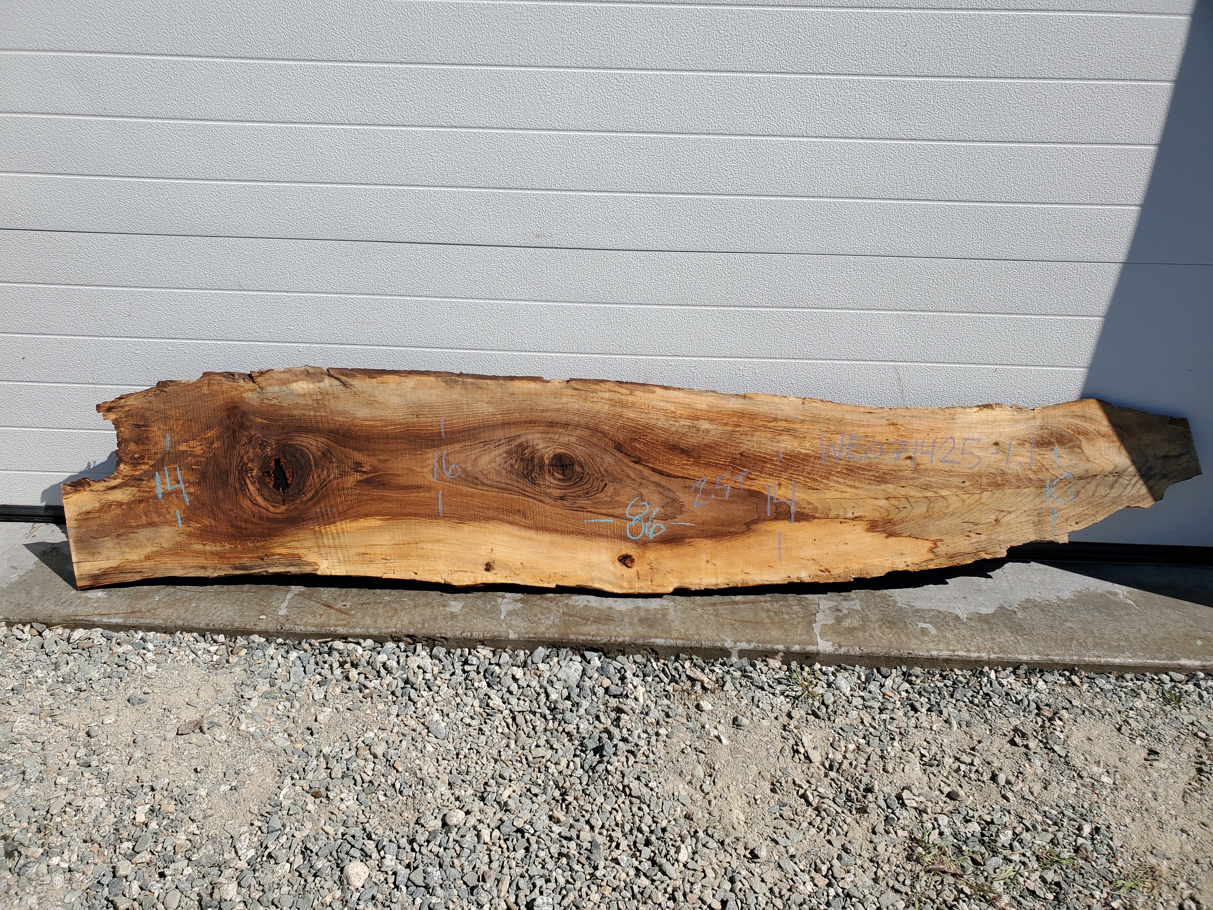 English Walnut - WE071425-1.1