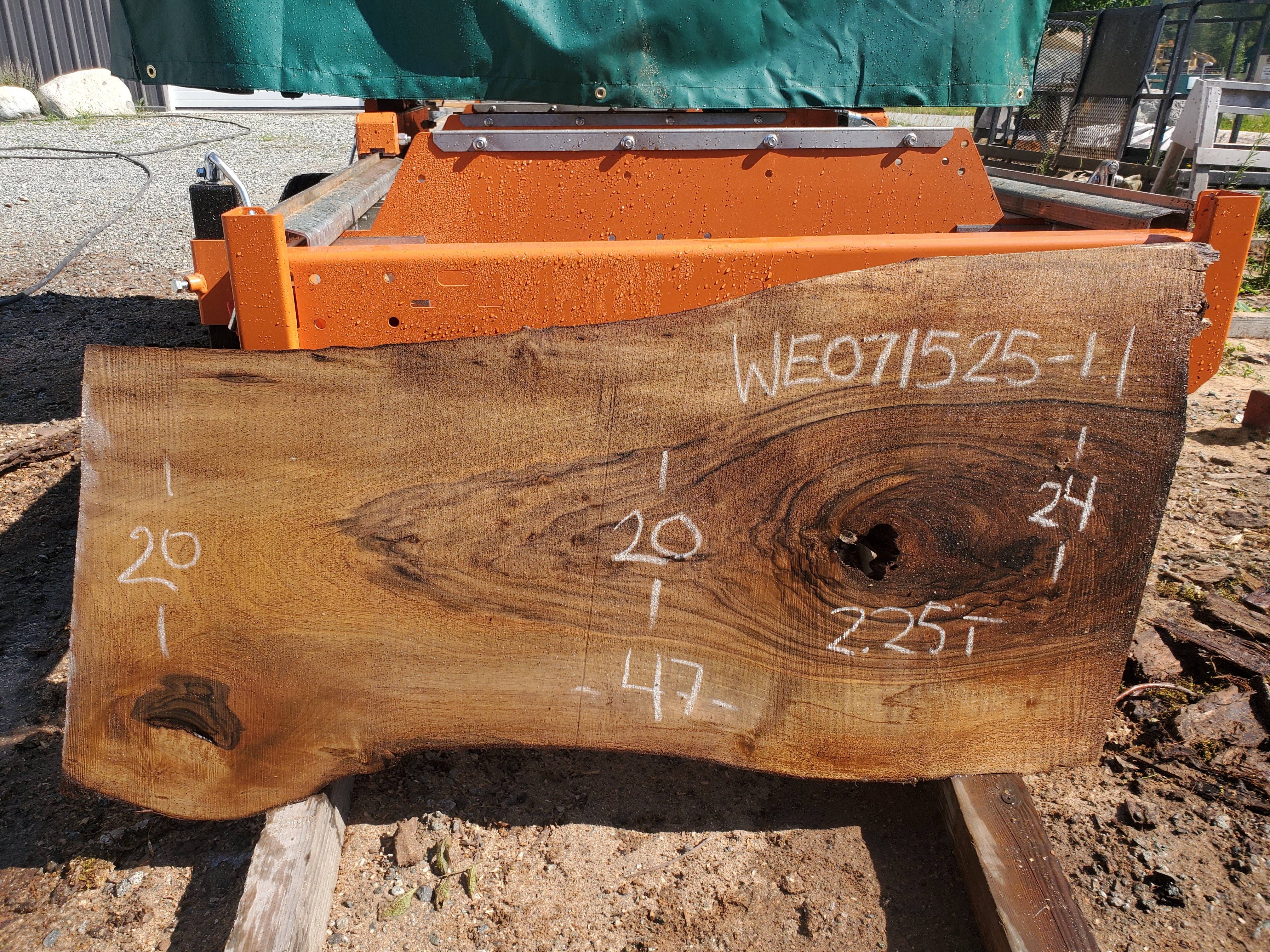 English Walnut - WE071525-1.1