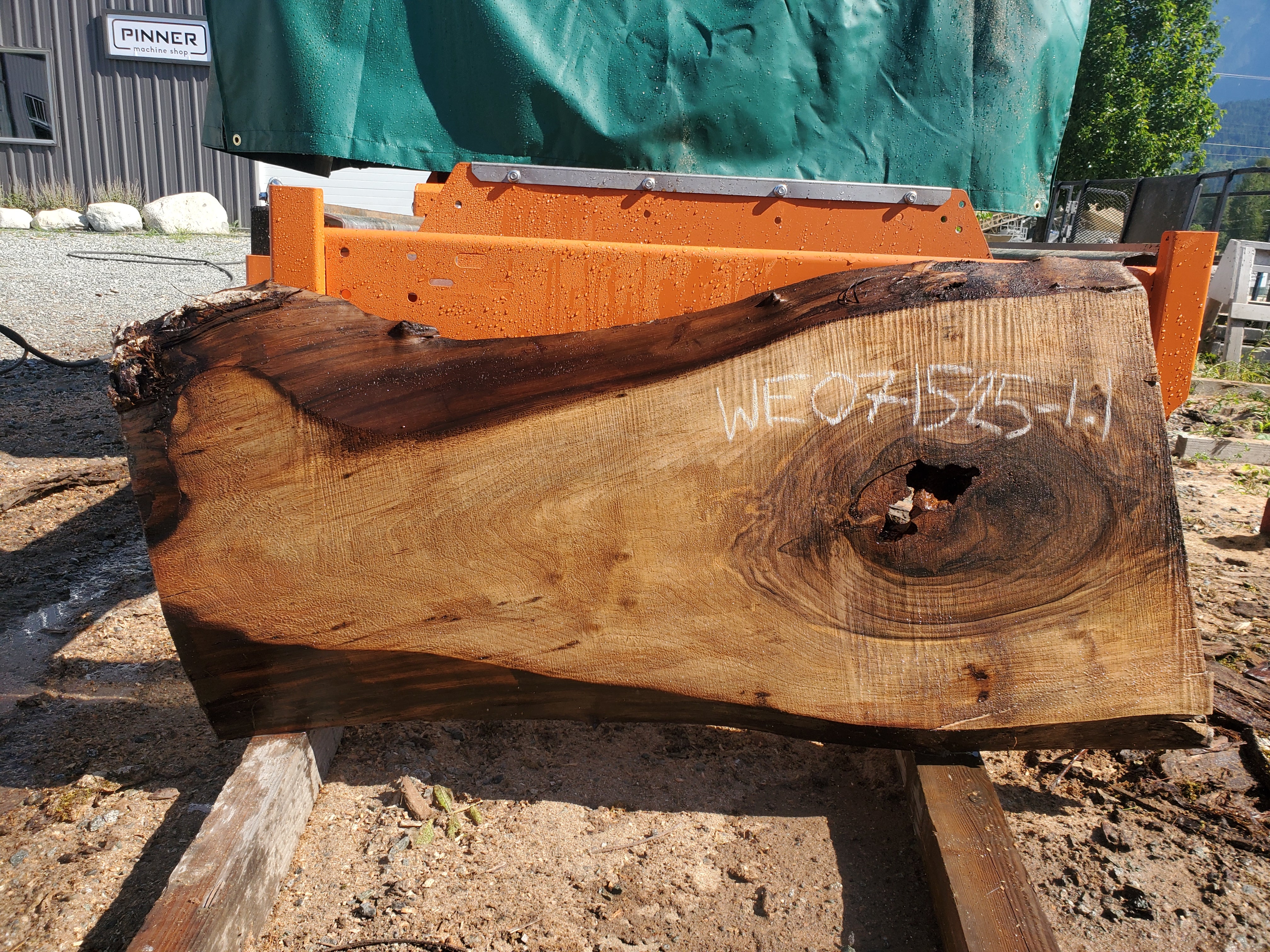 English Walnut - WE071525-1.1