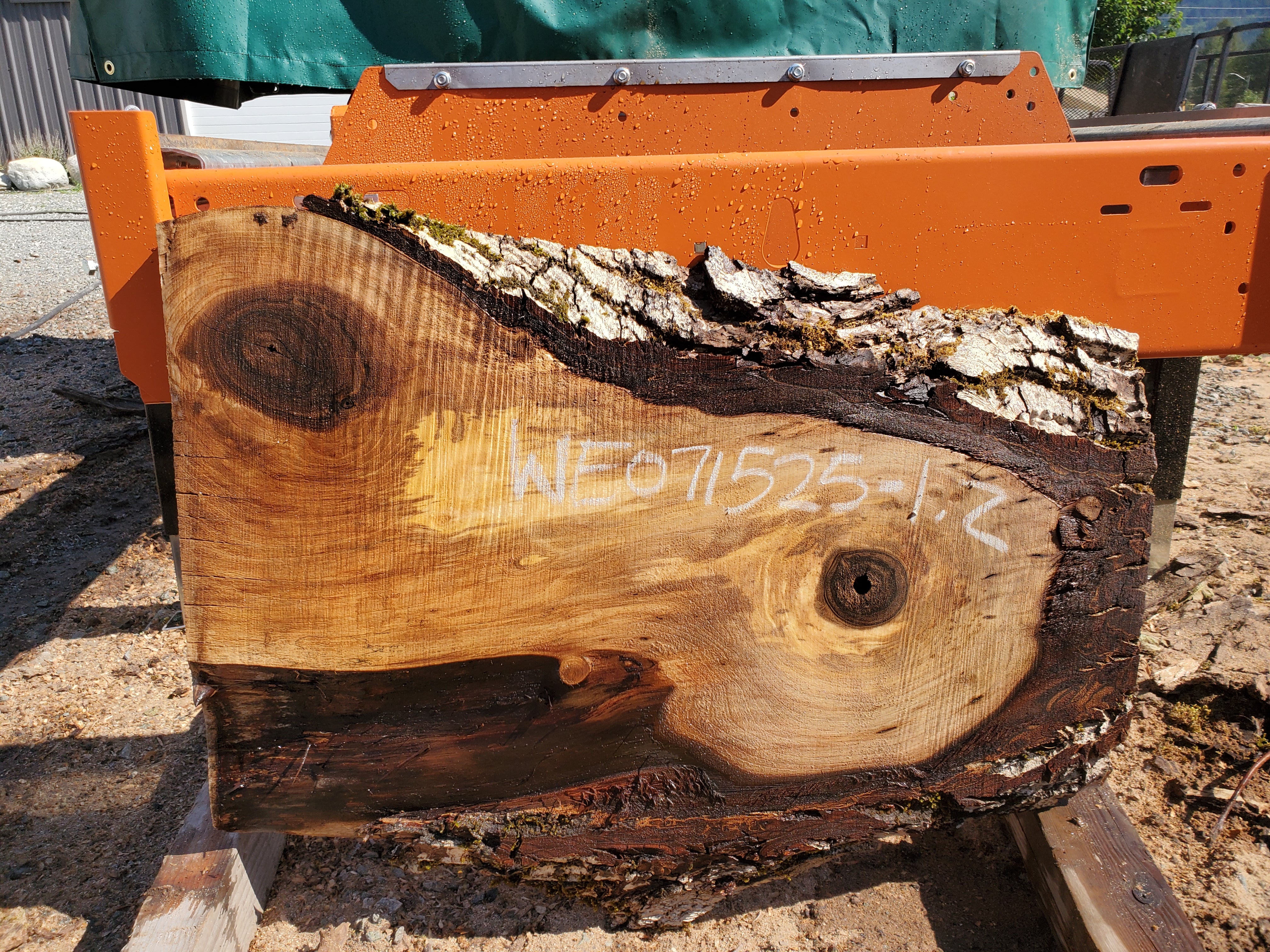 English Walnut - WE071525-1.2