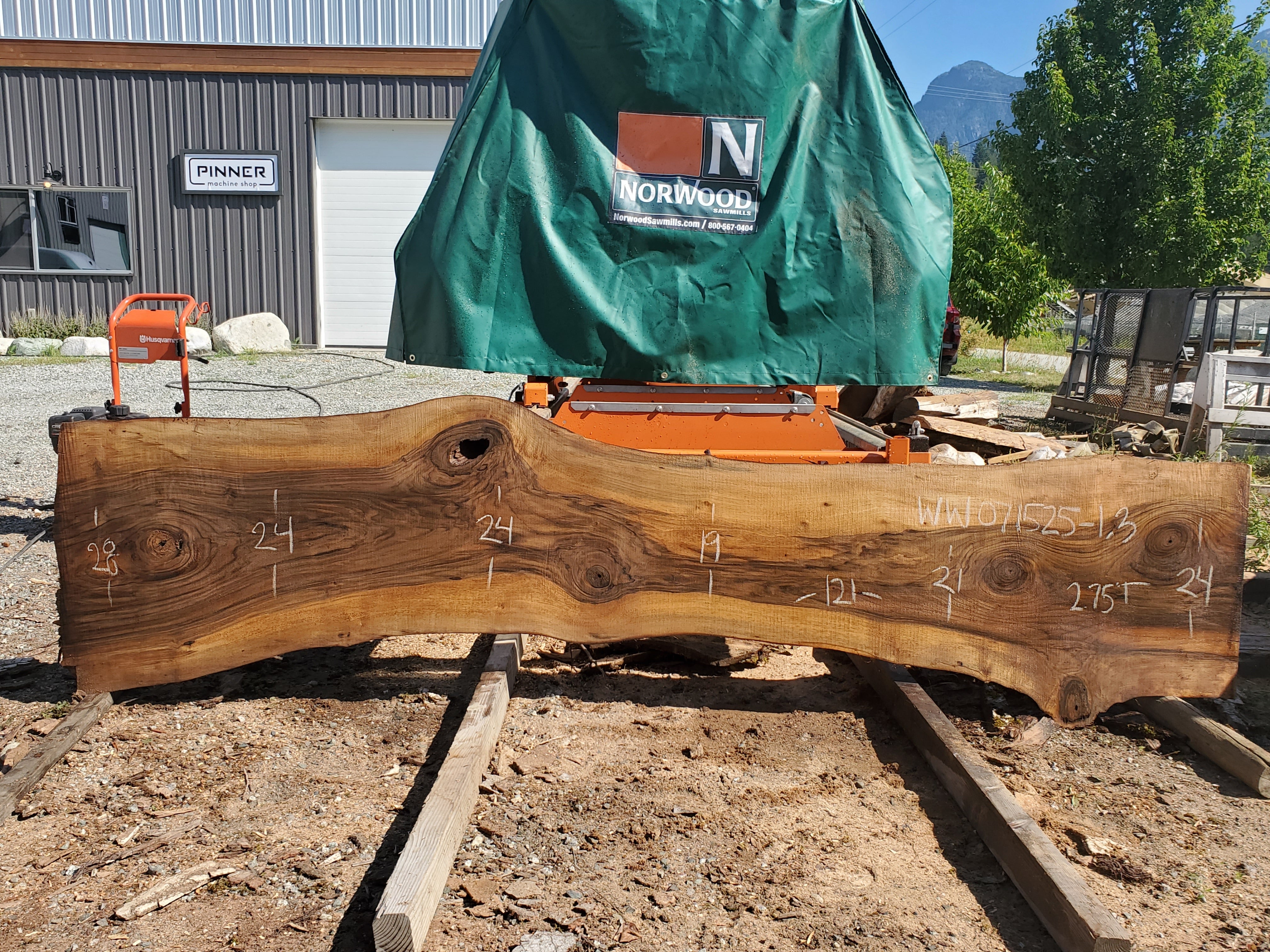 English Walnut - WE071525-1.3*