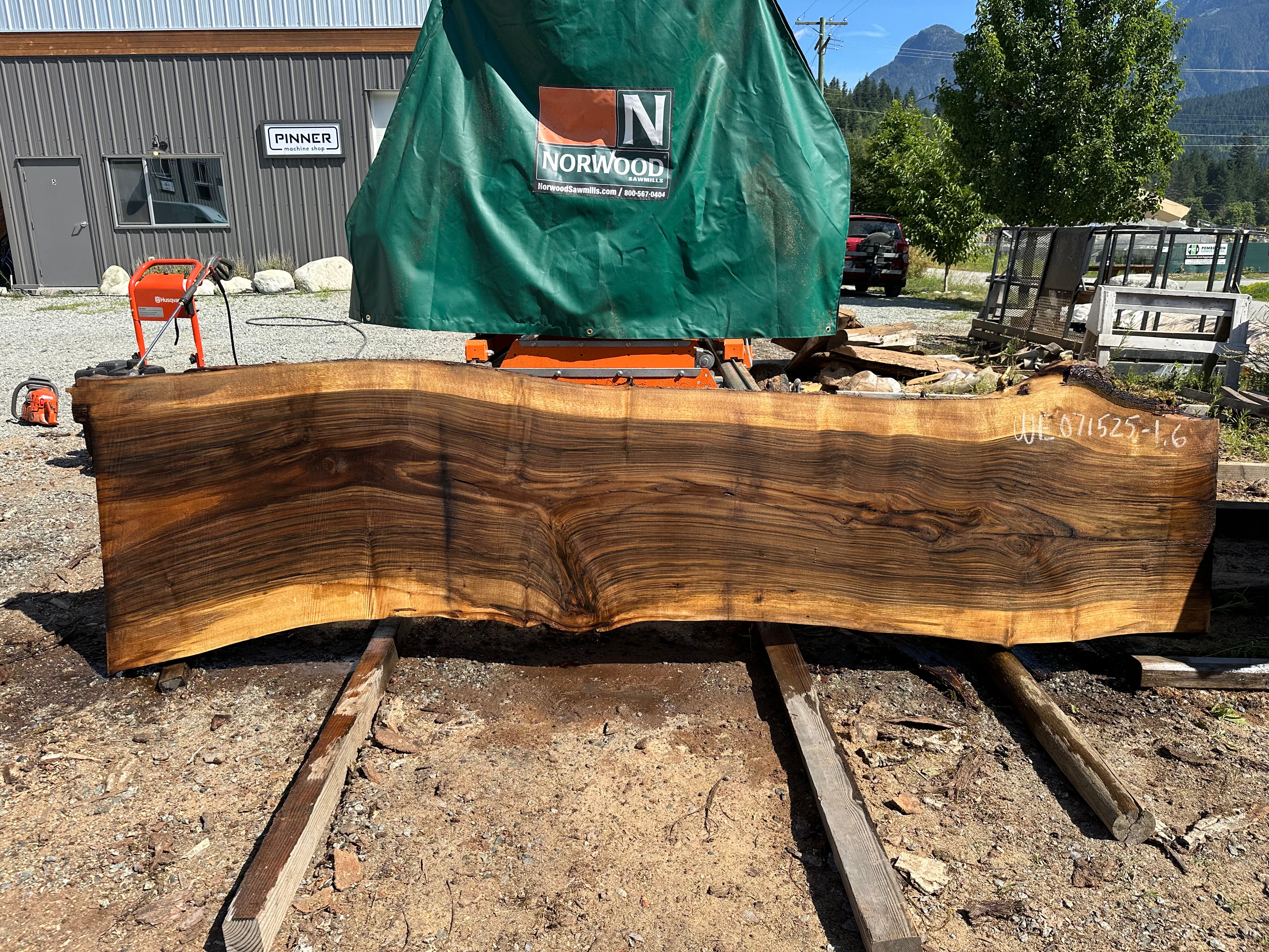 English Walnut - WE071525-1.6