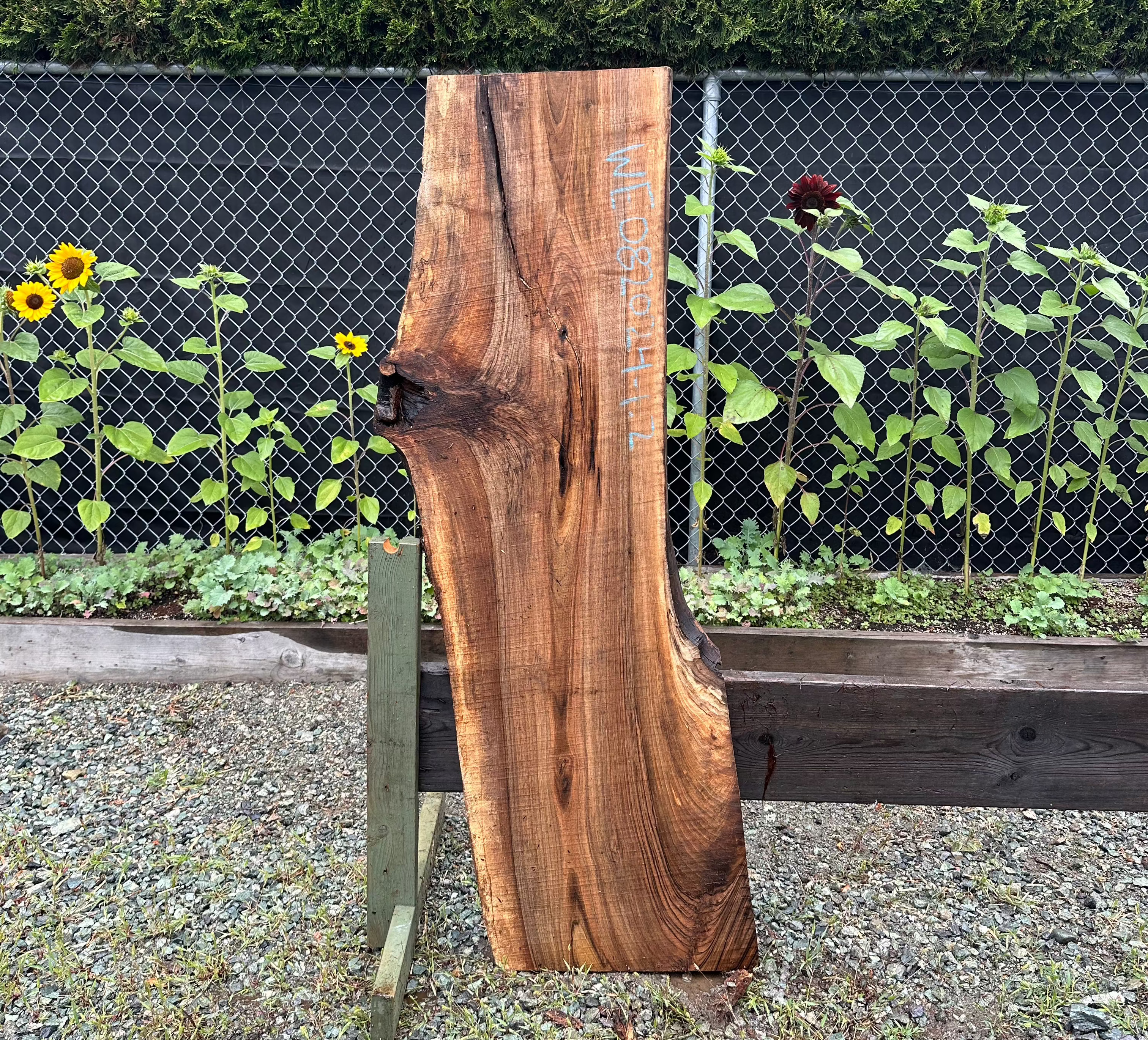 English Walnut - WE082024-1.2