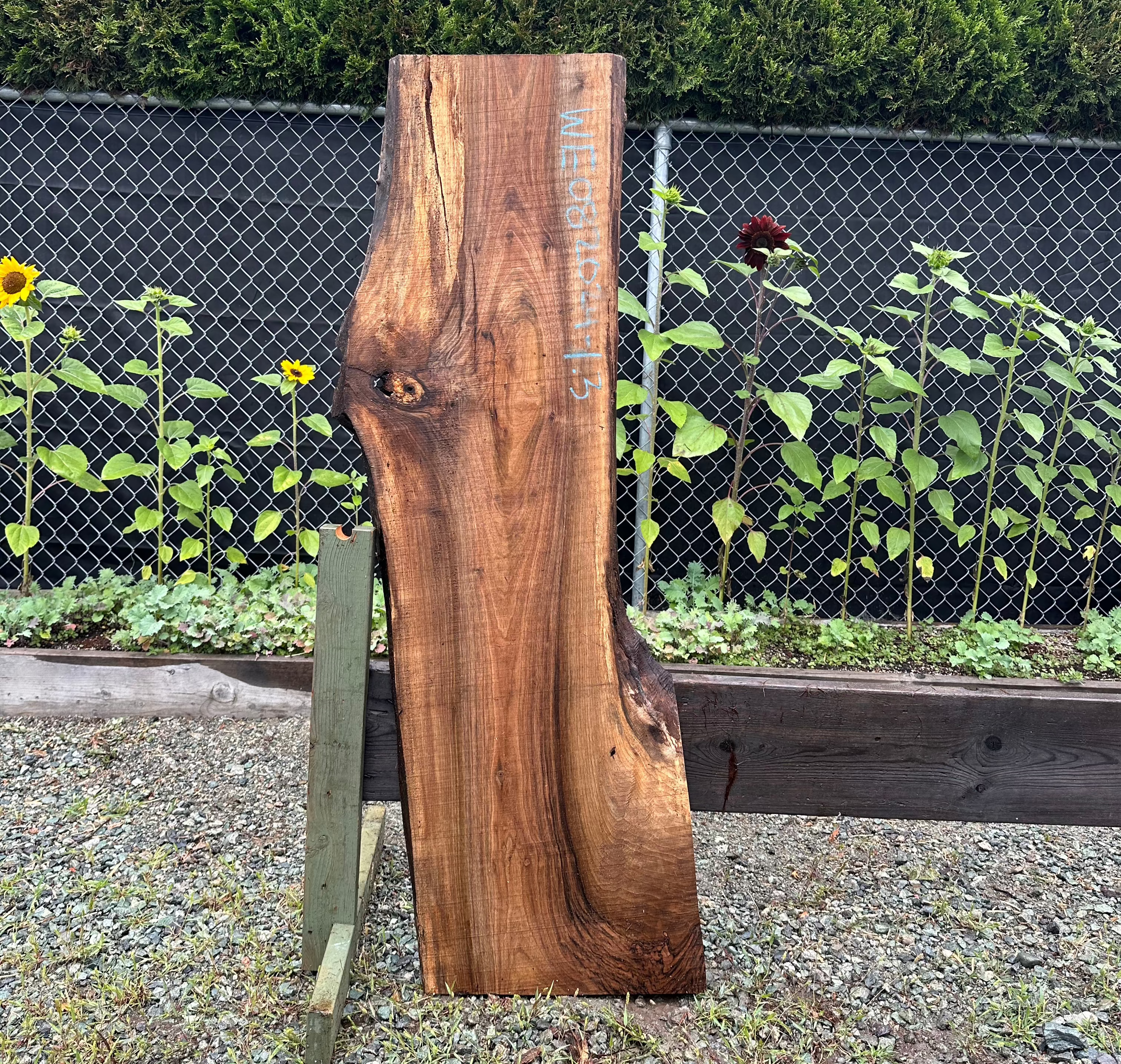 English Walnut - WE082024-1.3