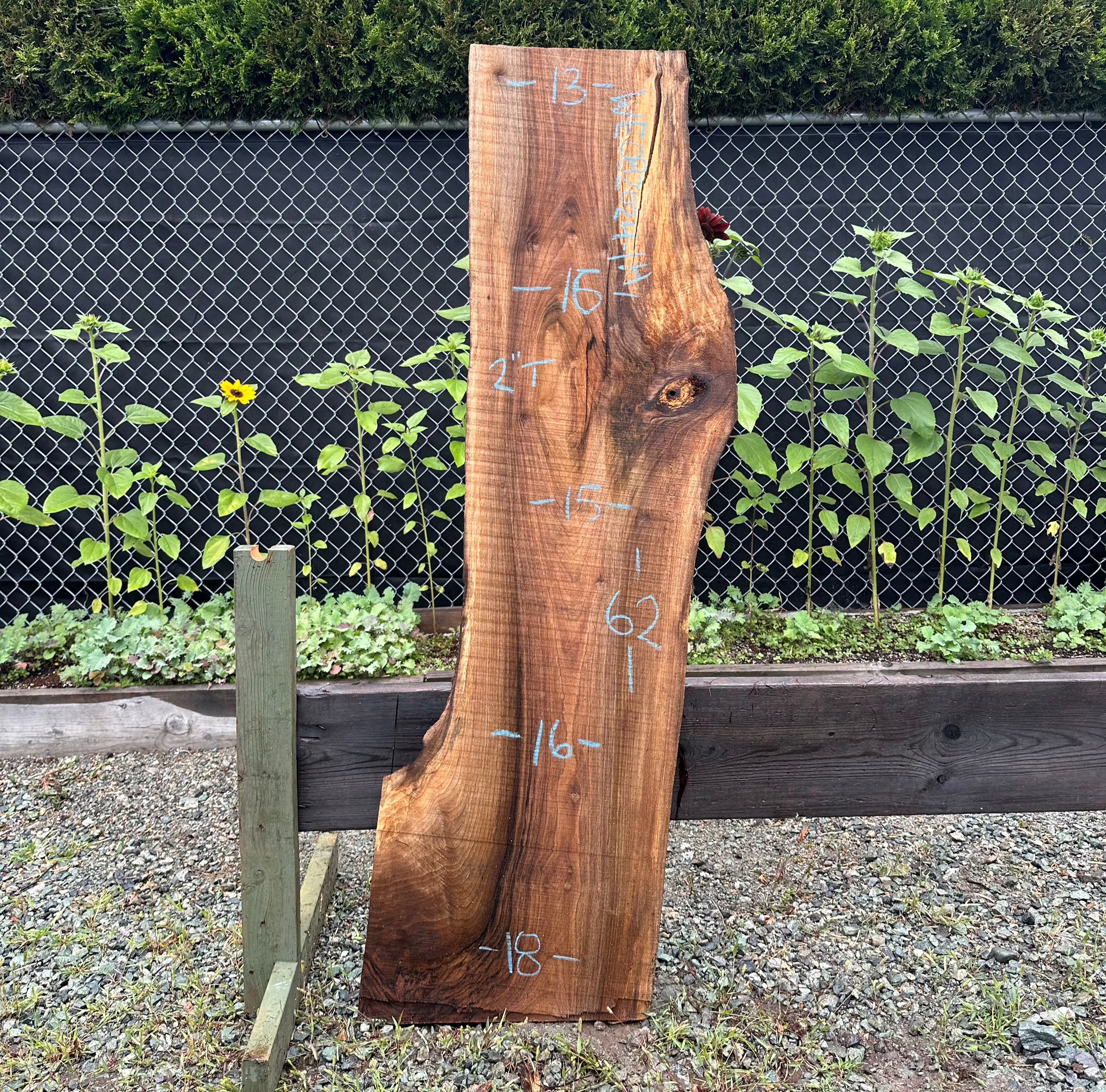 English Walnut - WE082024-1.4
