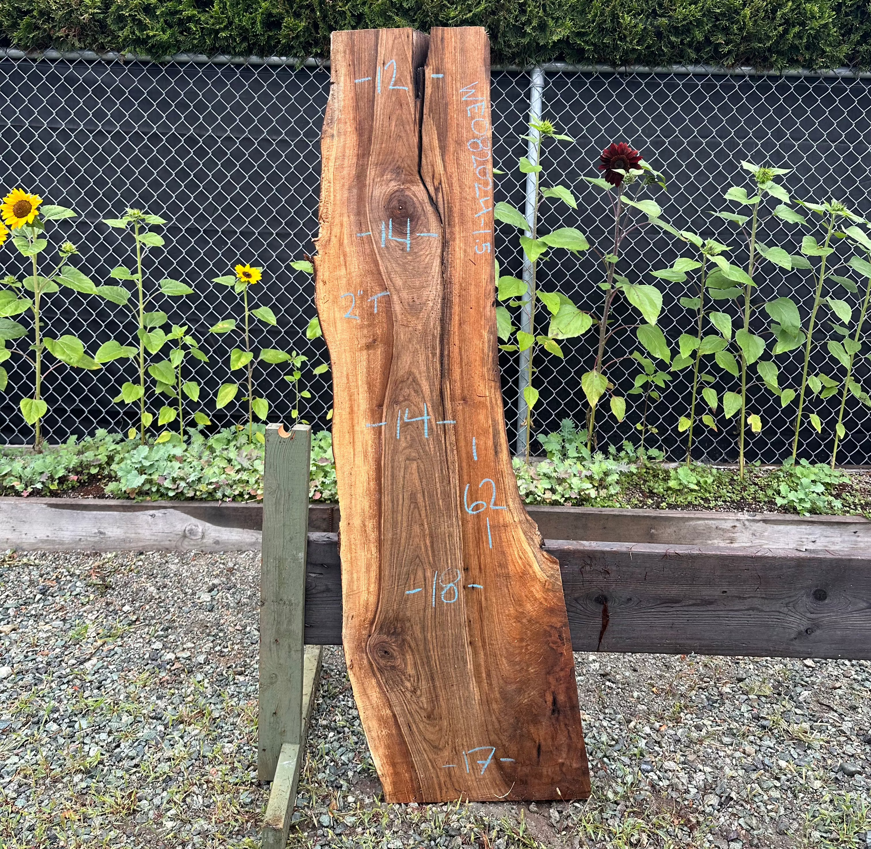 English Walnut - WE082024-1.5