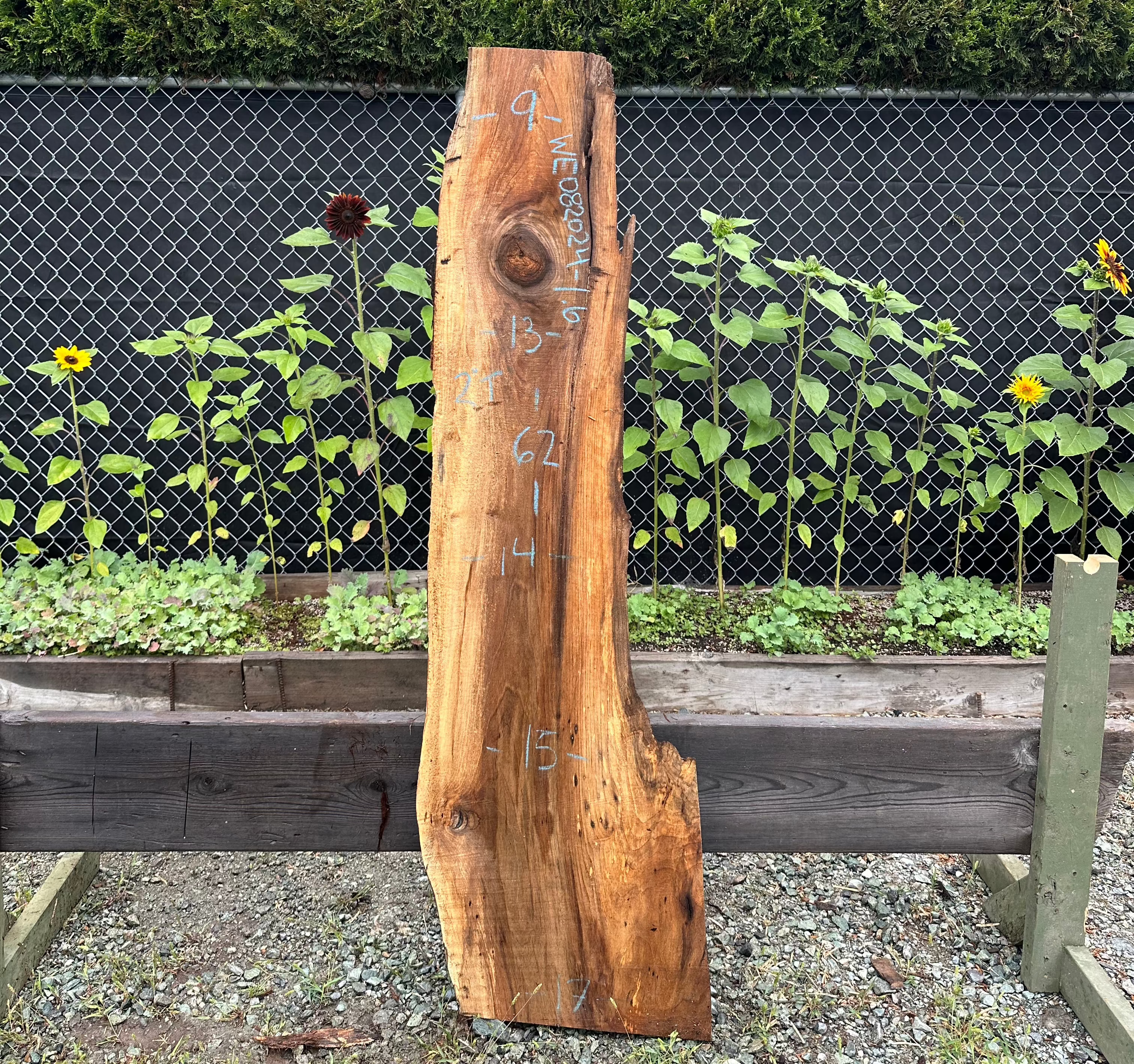 English Walnut - WE082024-1.6