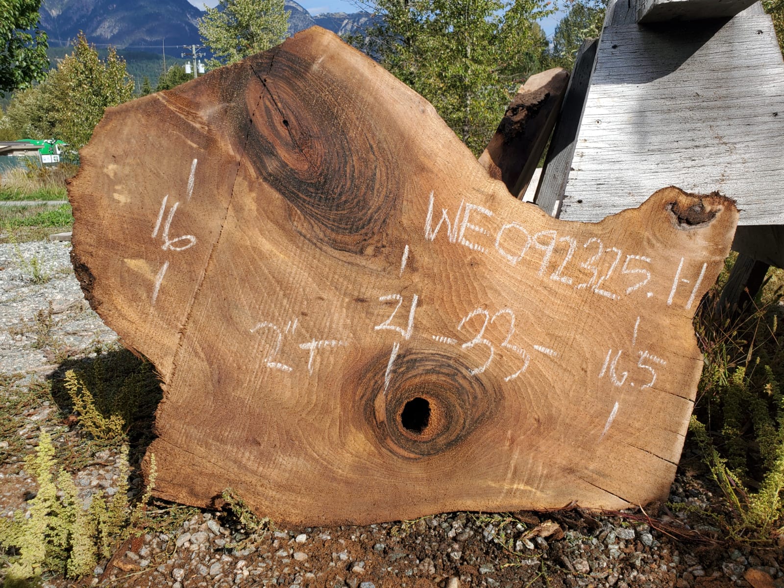 English Walnut - WE092325-1.1