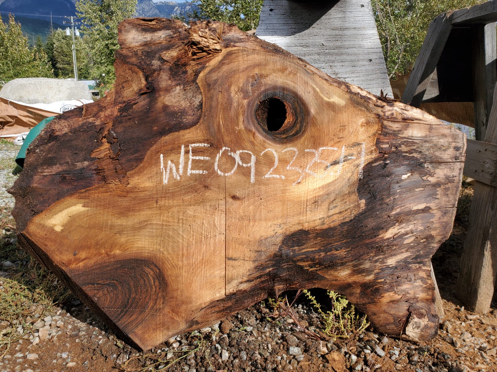 English Walnut - WE092325-1.1