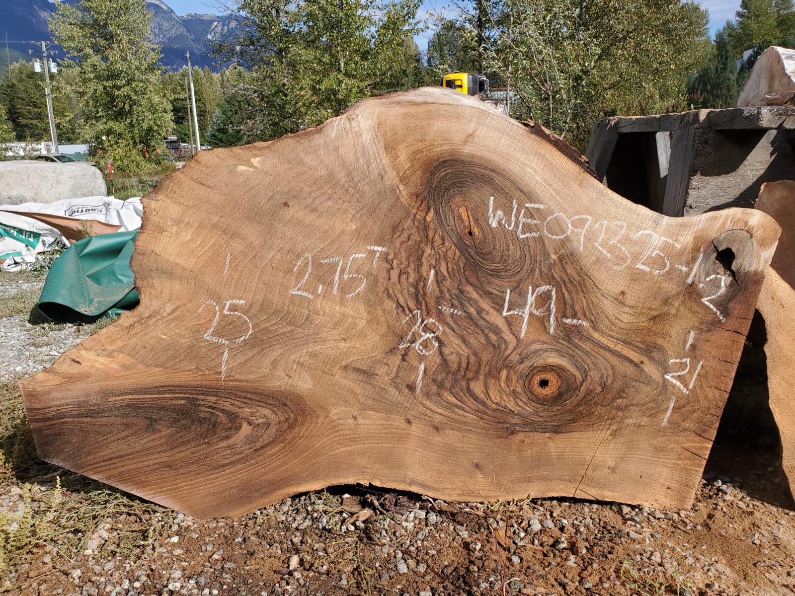 English Walnut - WE092325-1.2