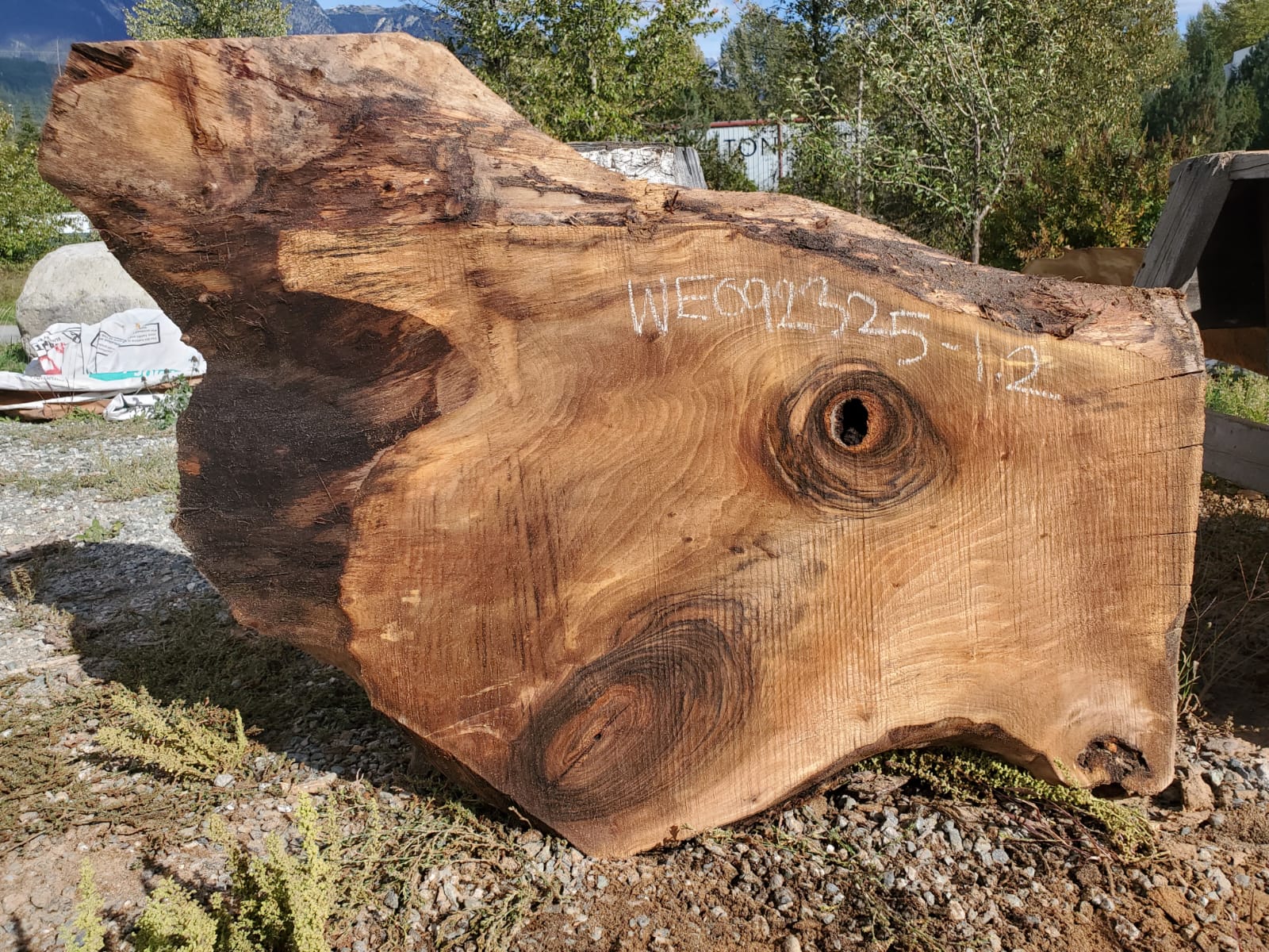 English Walnut - WE092325-1.2
