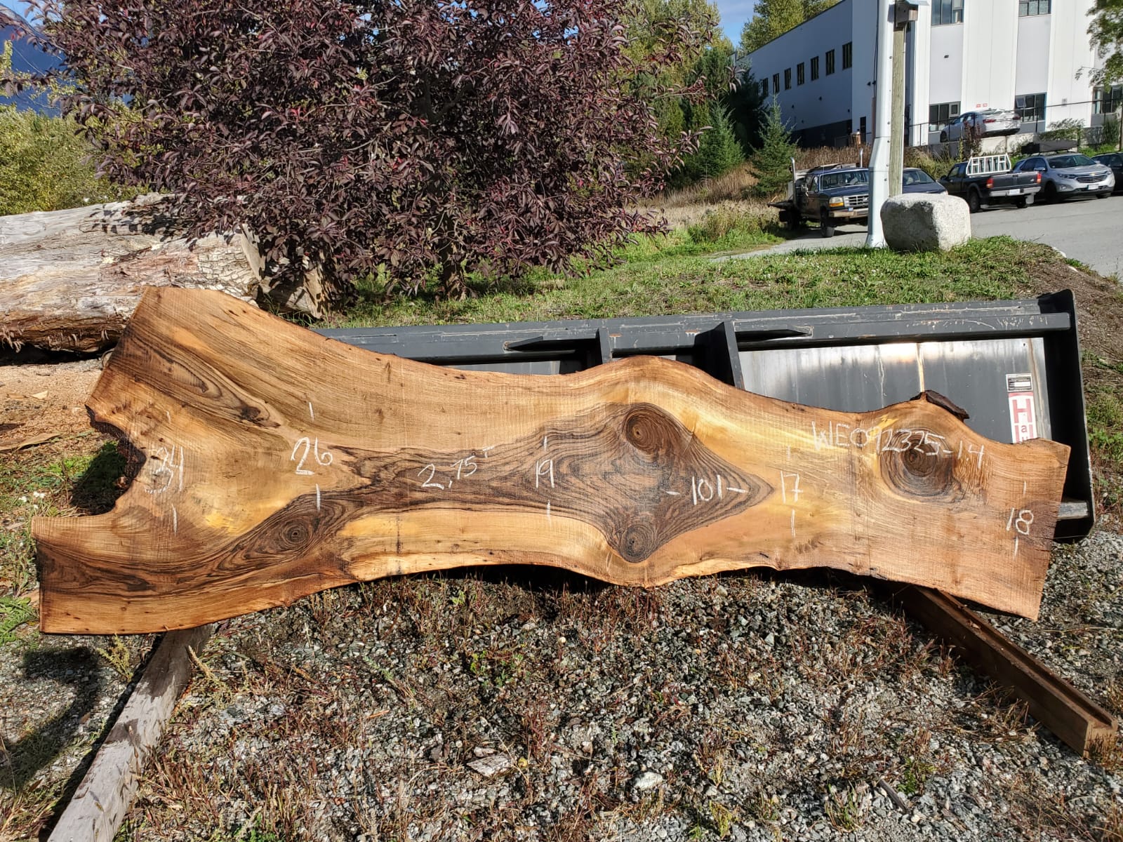 English Walnut - WE092325-1.4