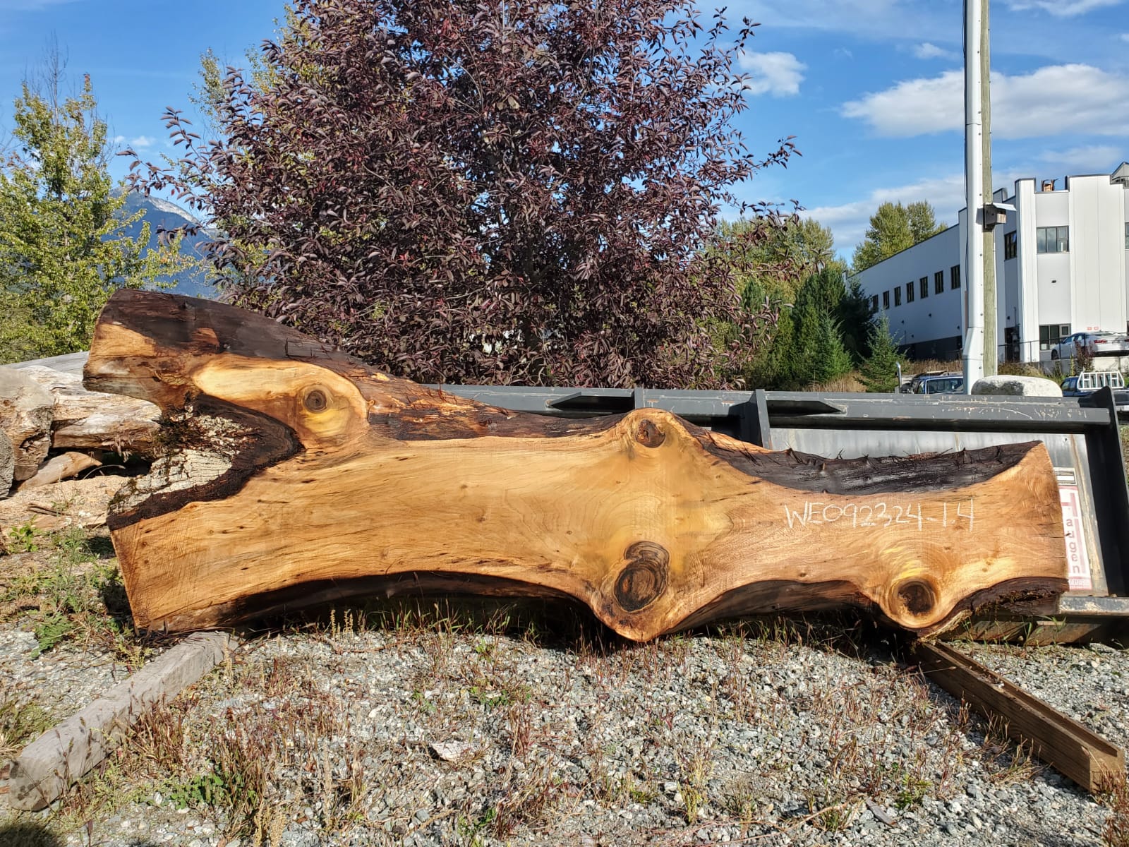 English Walnut - WE092325-1.4