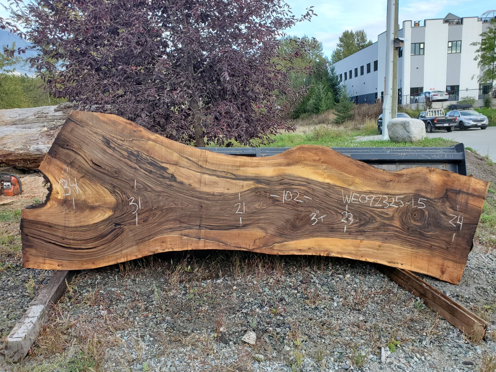 English Walnut - WE092325-1.5