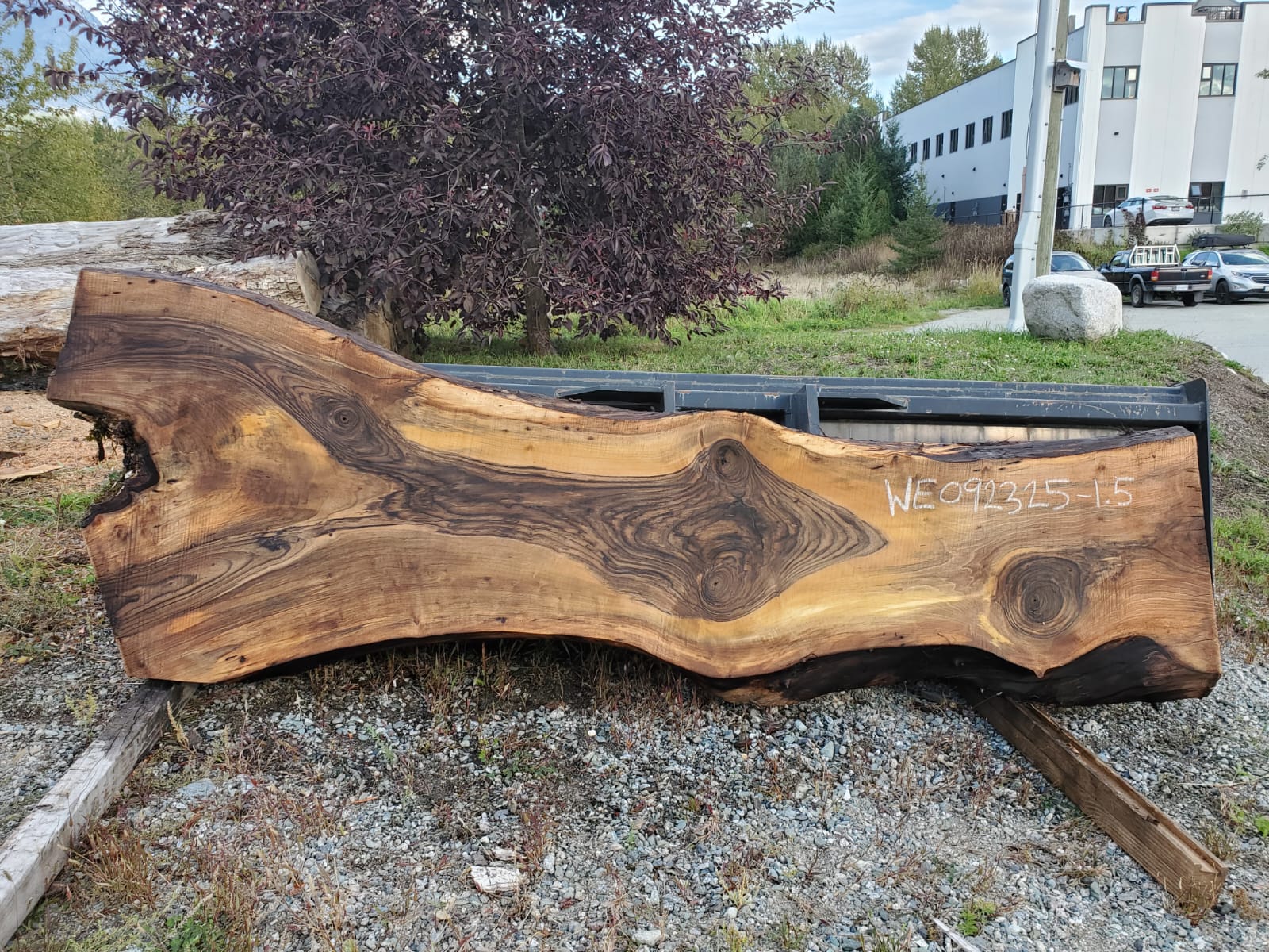 English Walnut - WE092325-1.5