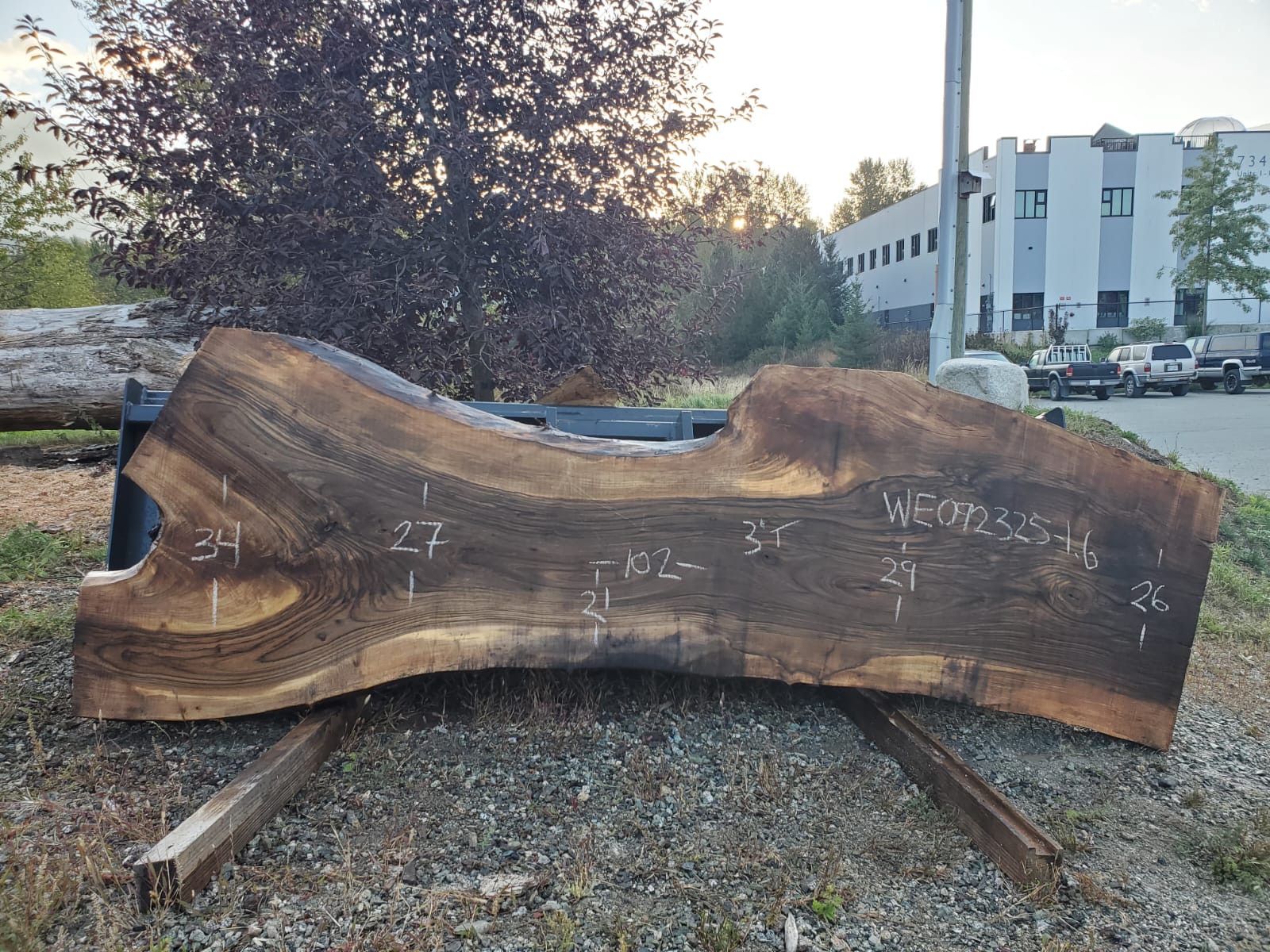 English Walnut - WE092325-1.6