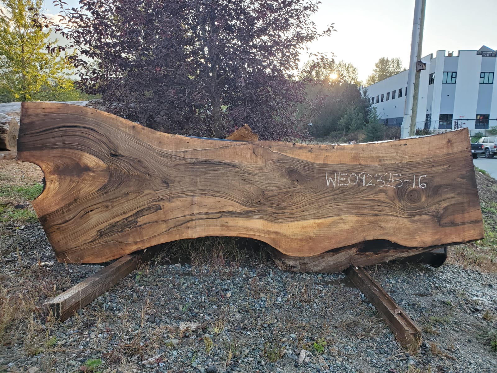 English Walnut - WE092325-1.6