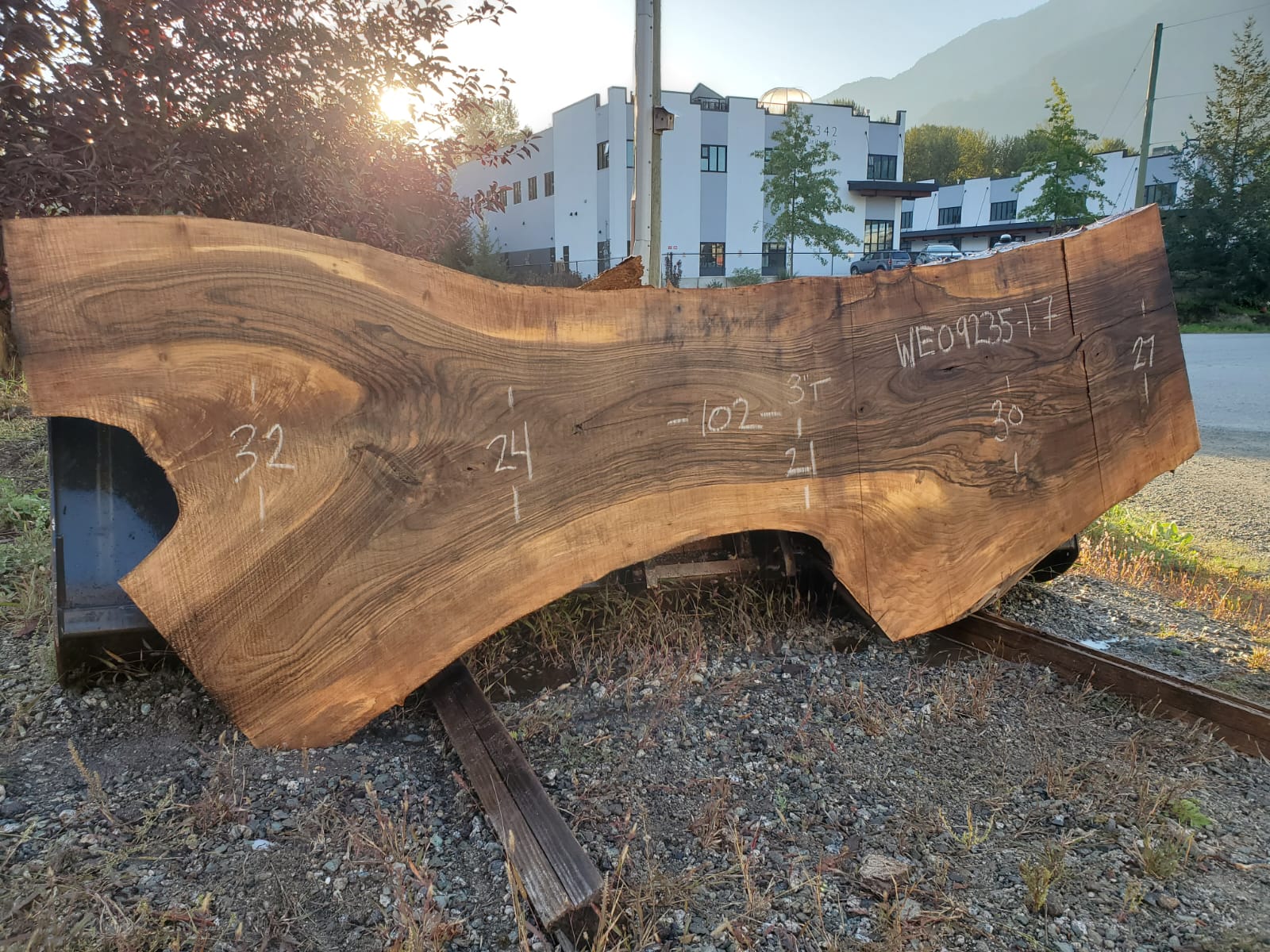 English Walnut - WE092325-1.7