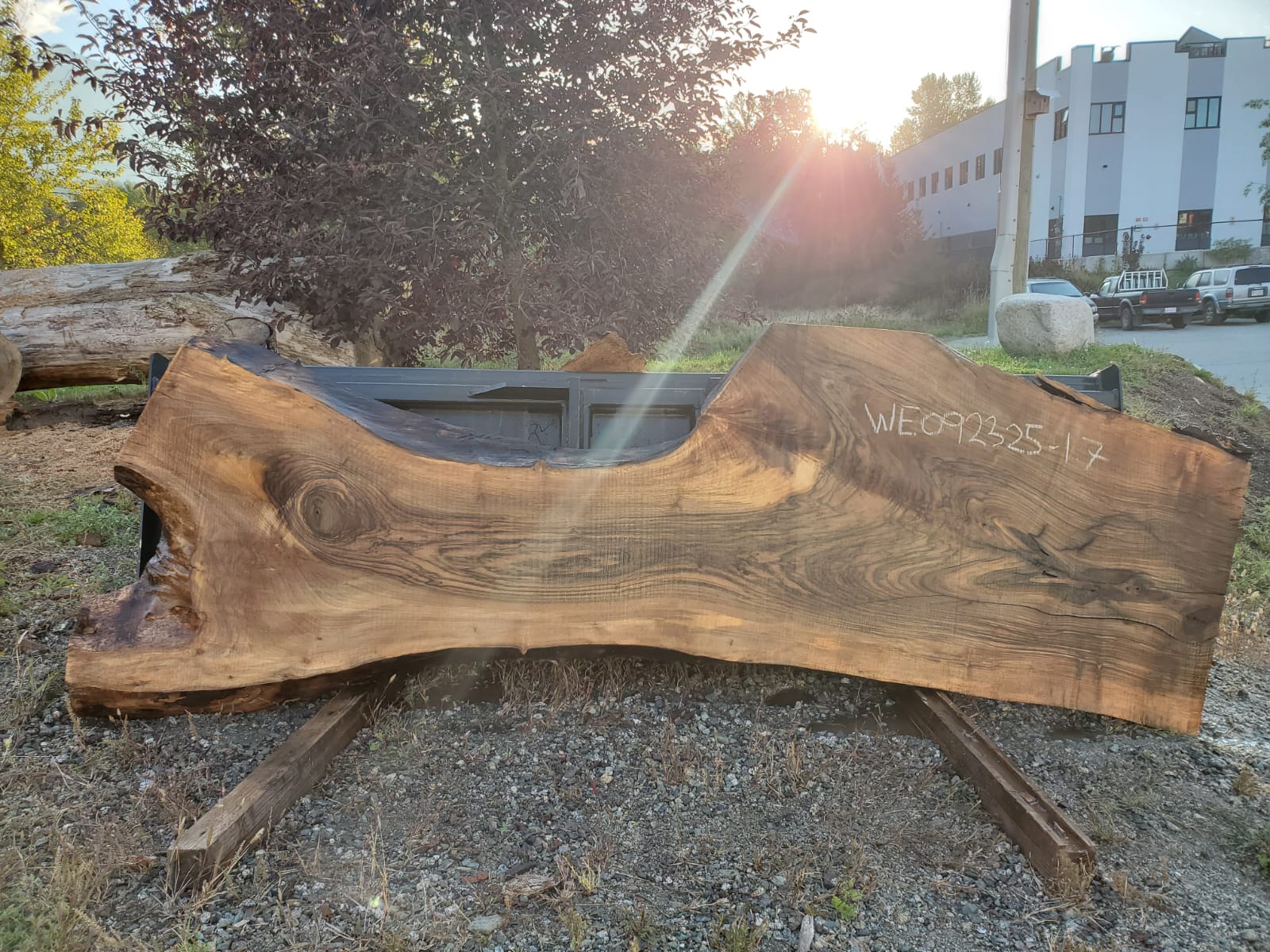 English Walnut - WE092325-1.7