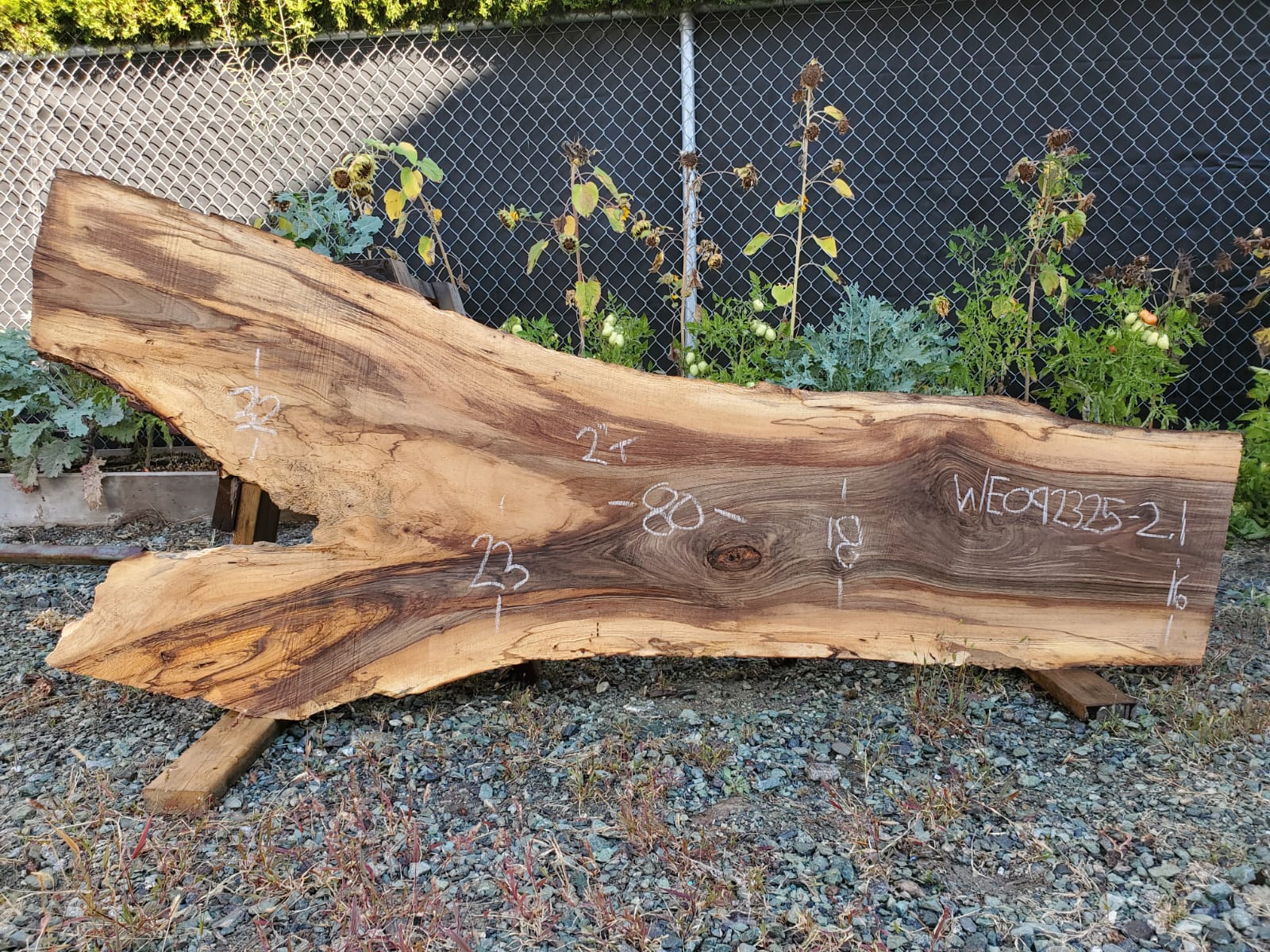 English Walnut - WE092325-2.1