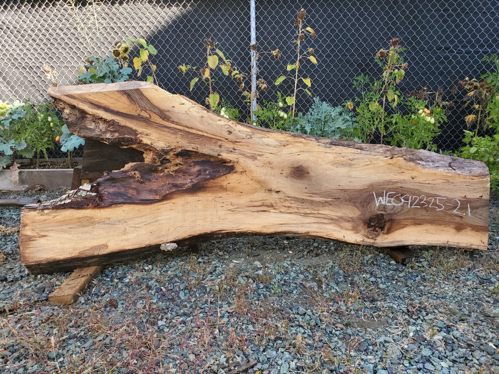 English Walnut - WE092325-2.1