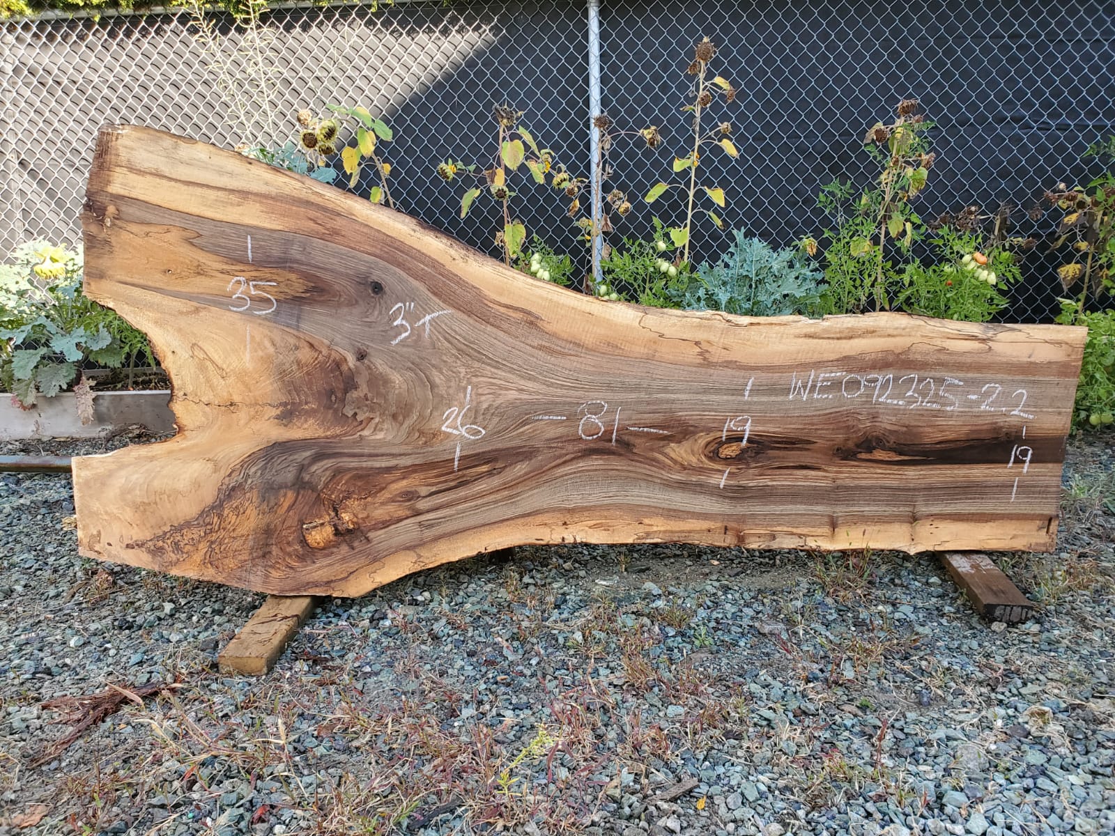 English Walnut - WE092325-2.2