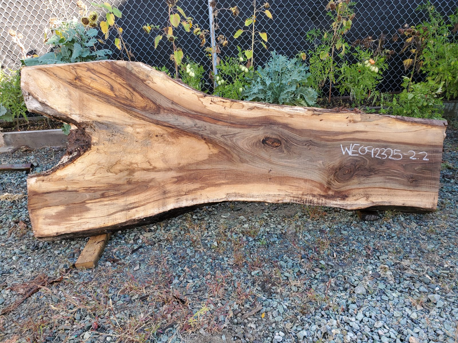 English Walnut - WE092325-2.2