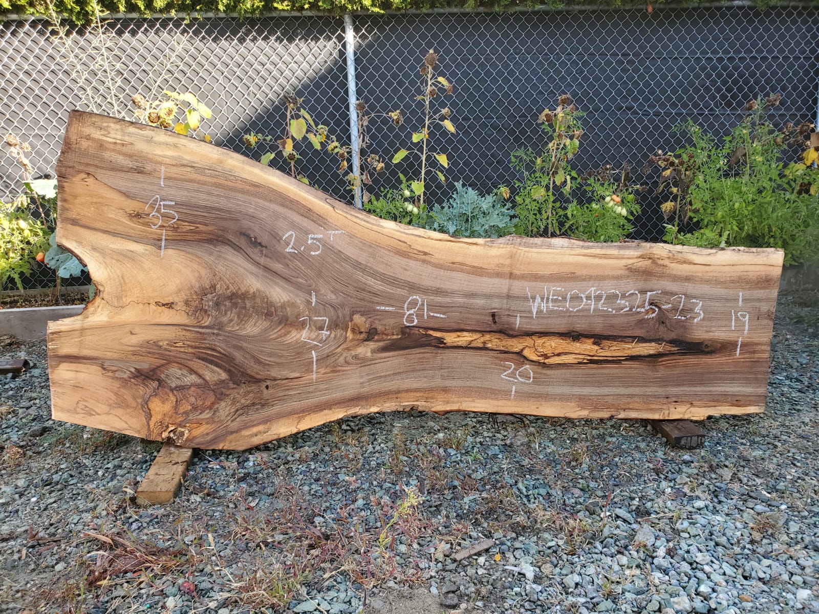 English Walnut - WE092325-2.3