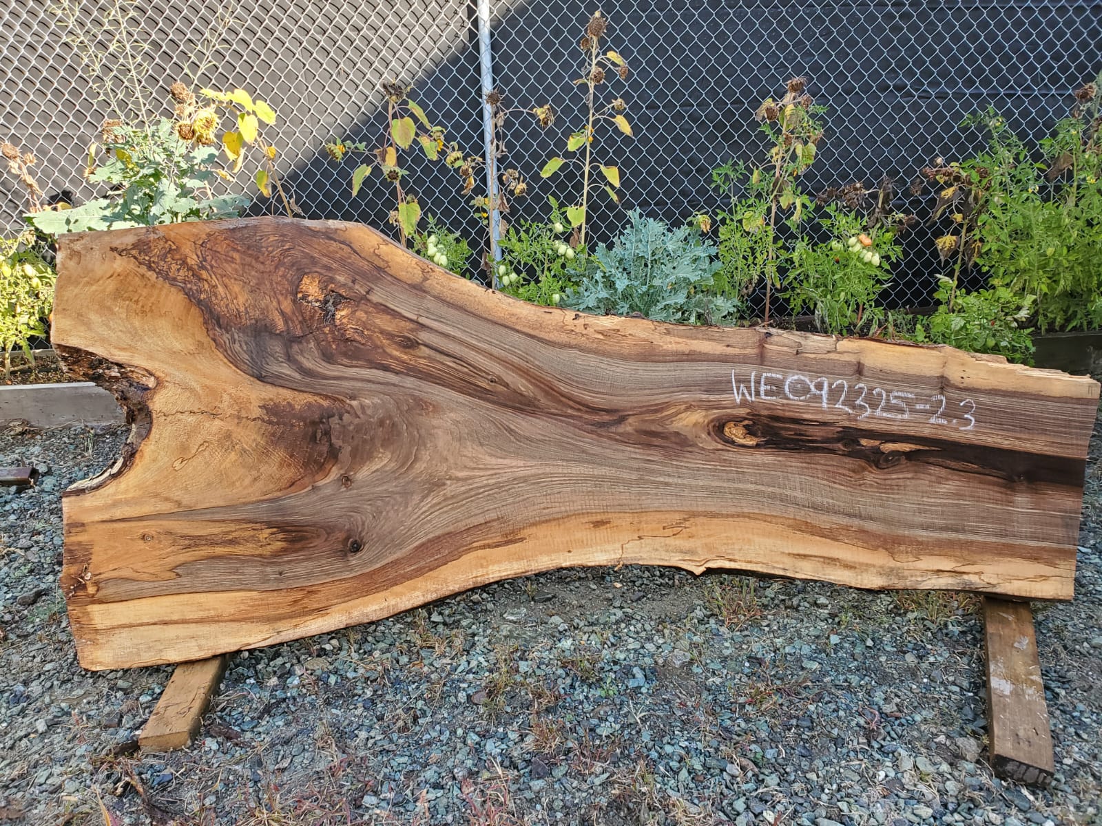 English Walnut - WE092325-2.3