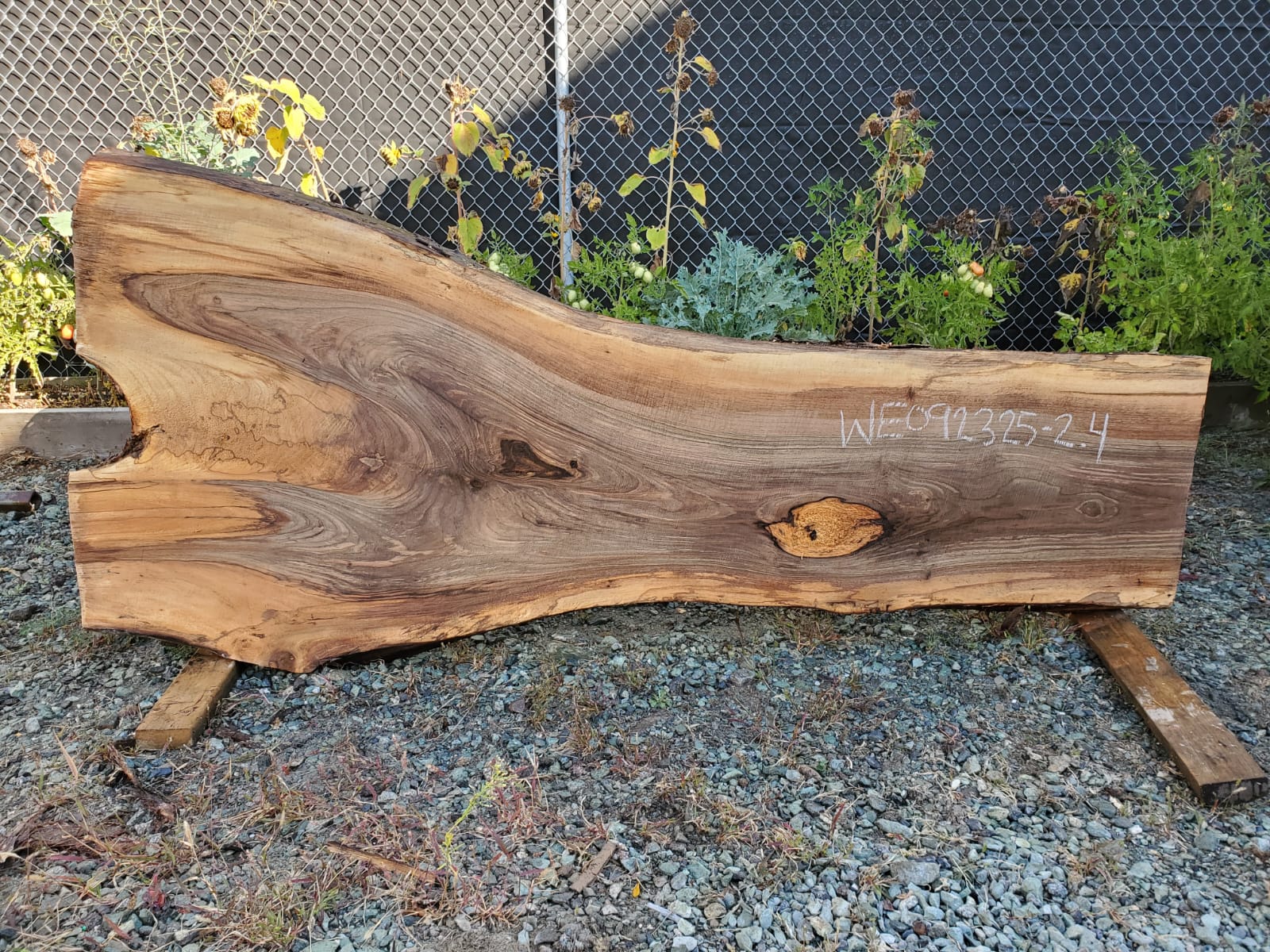 English Walnut - WE092325-2.4