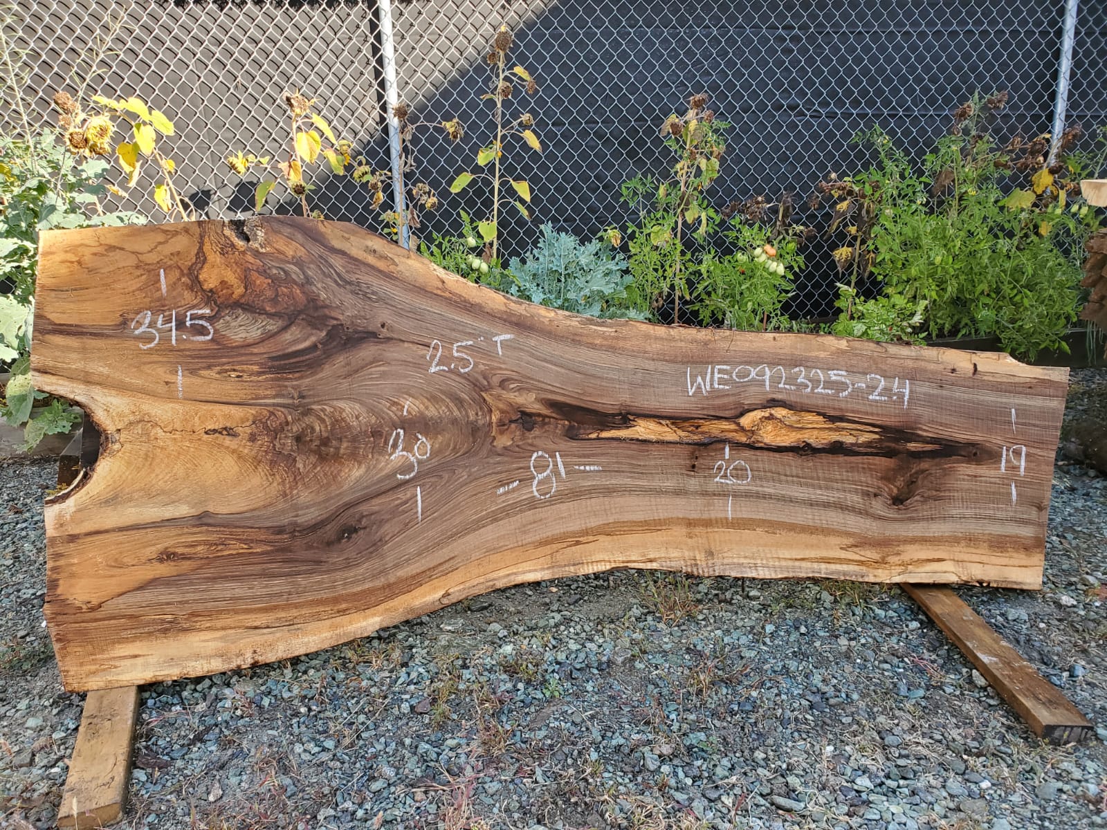 English Walnut - WE092325-2.4