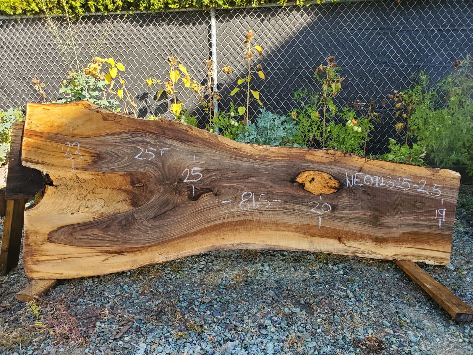 English Walnut - WE092325-2.5