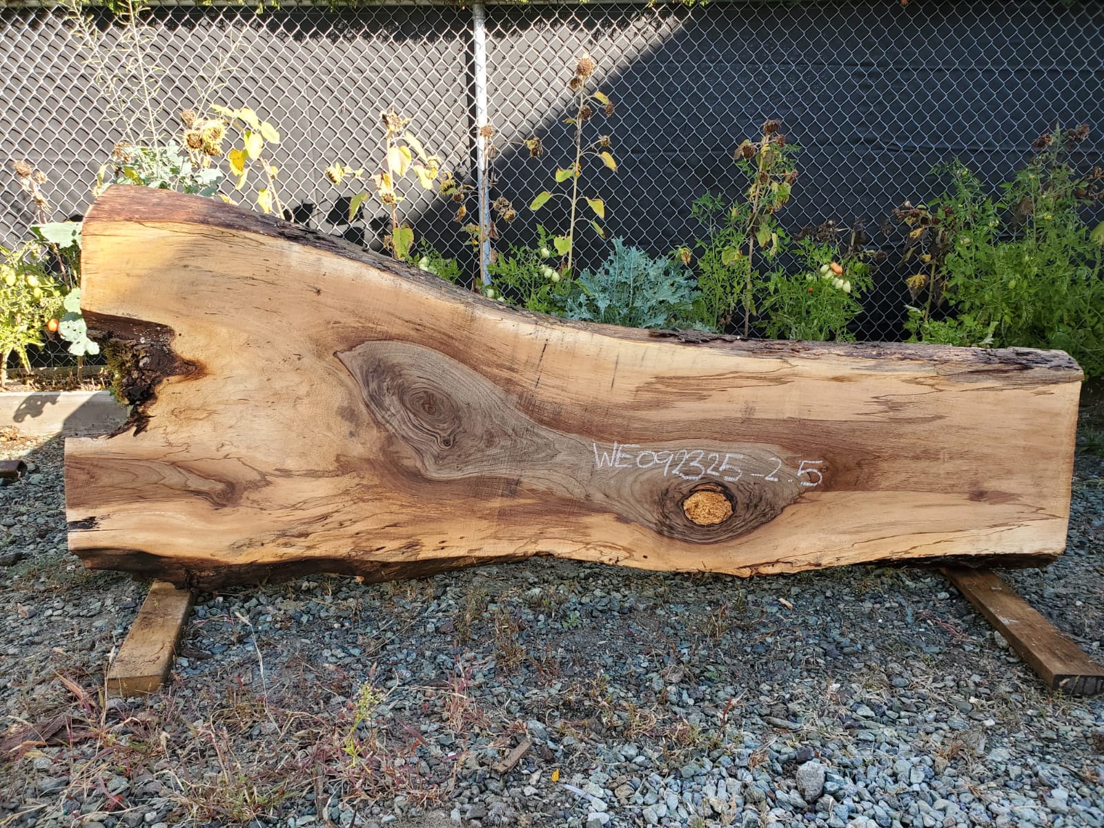 English Walnut - WE092325-2.5