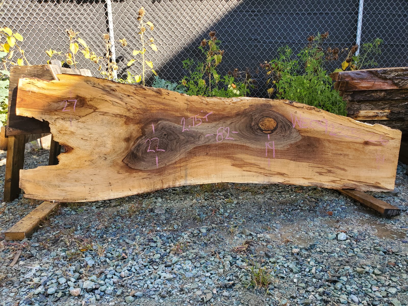 English Walnut - WE092325-2.6