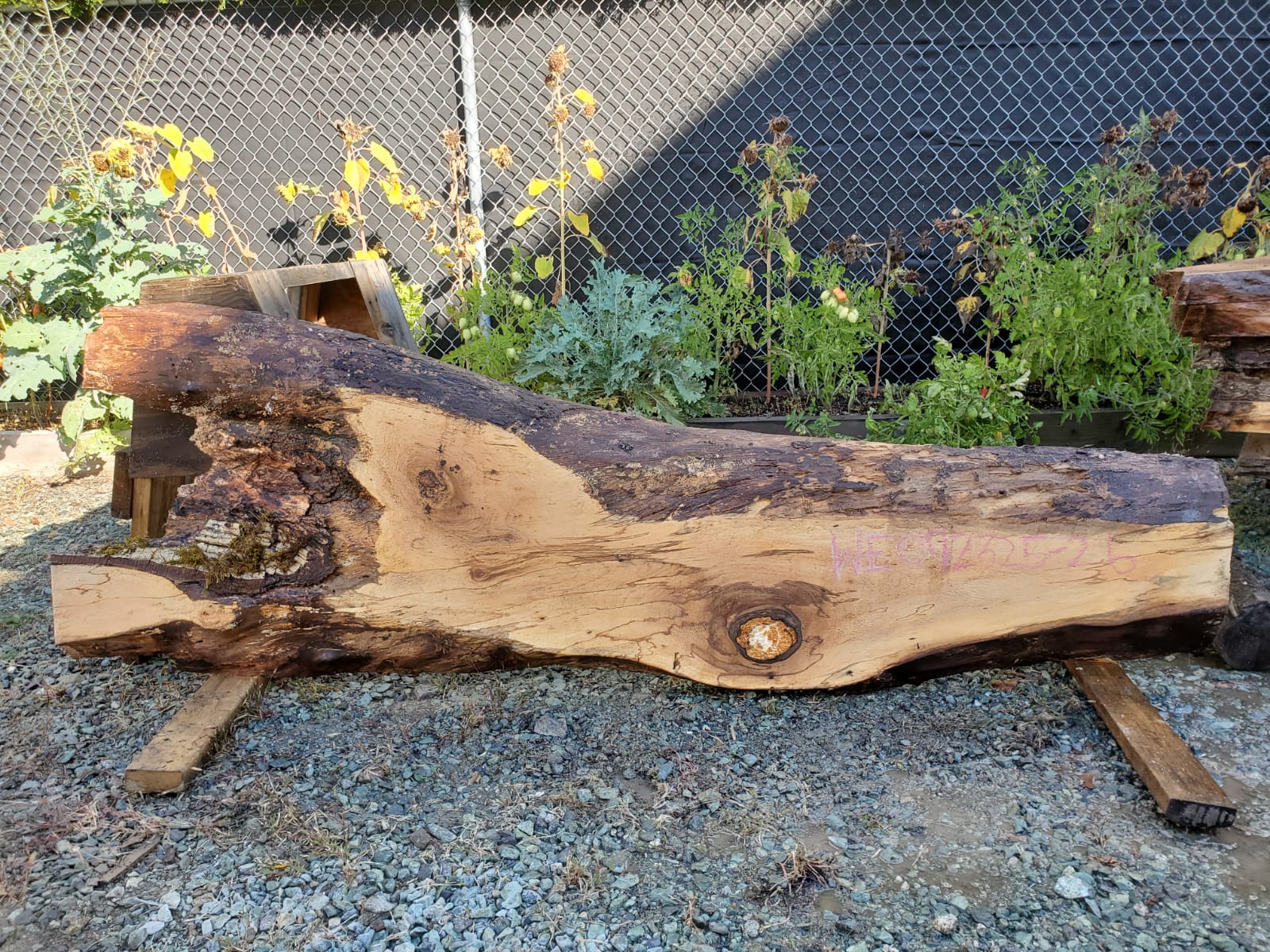 English Walnut - WE092325-2.6