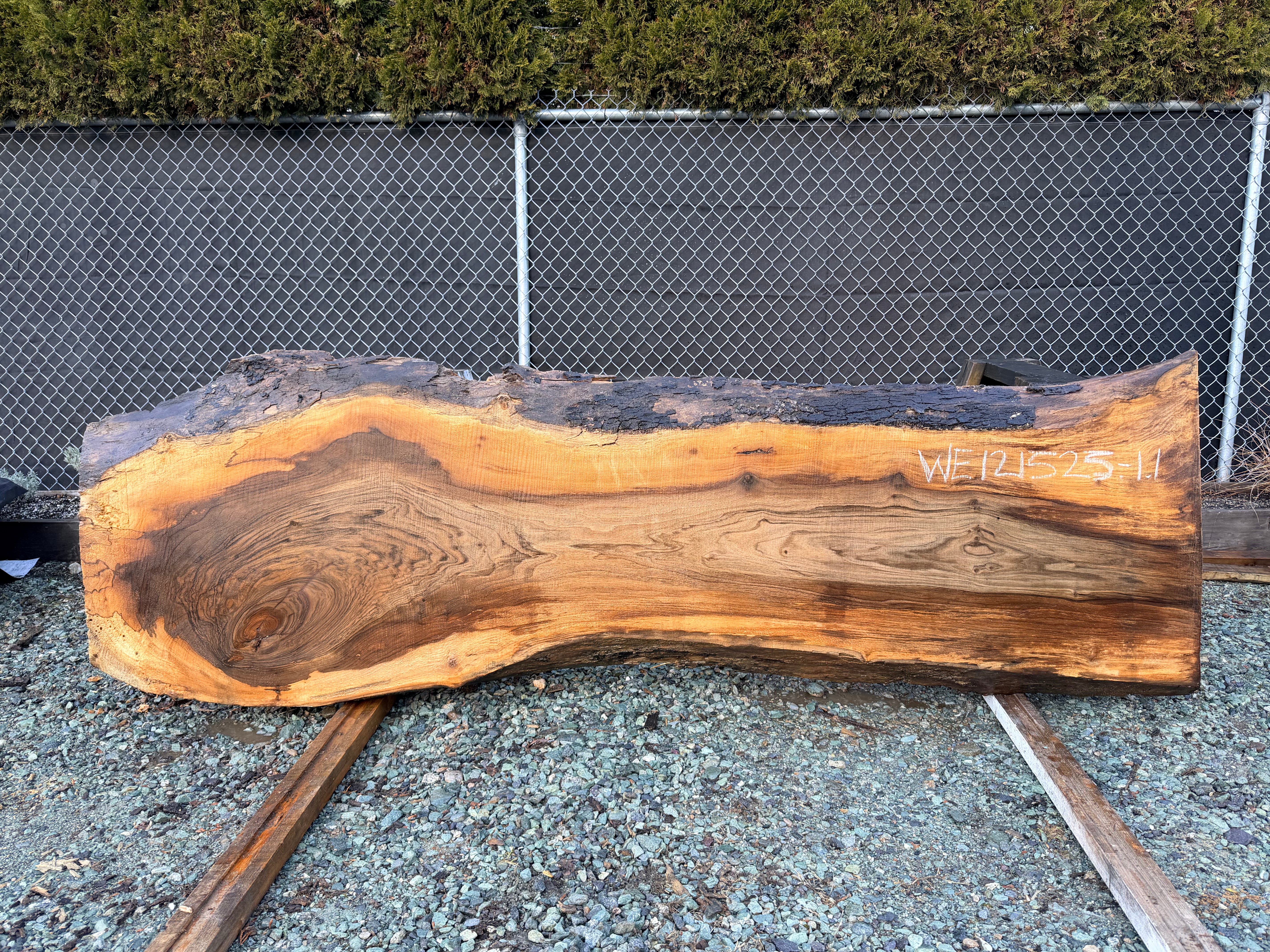 English Walnut - WE121525-1.1