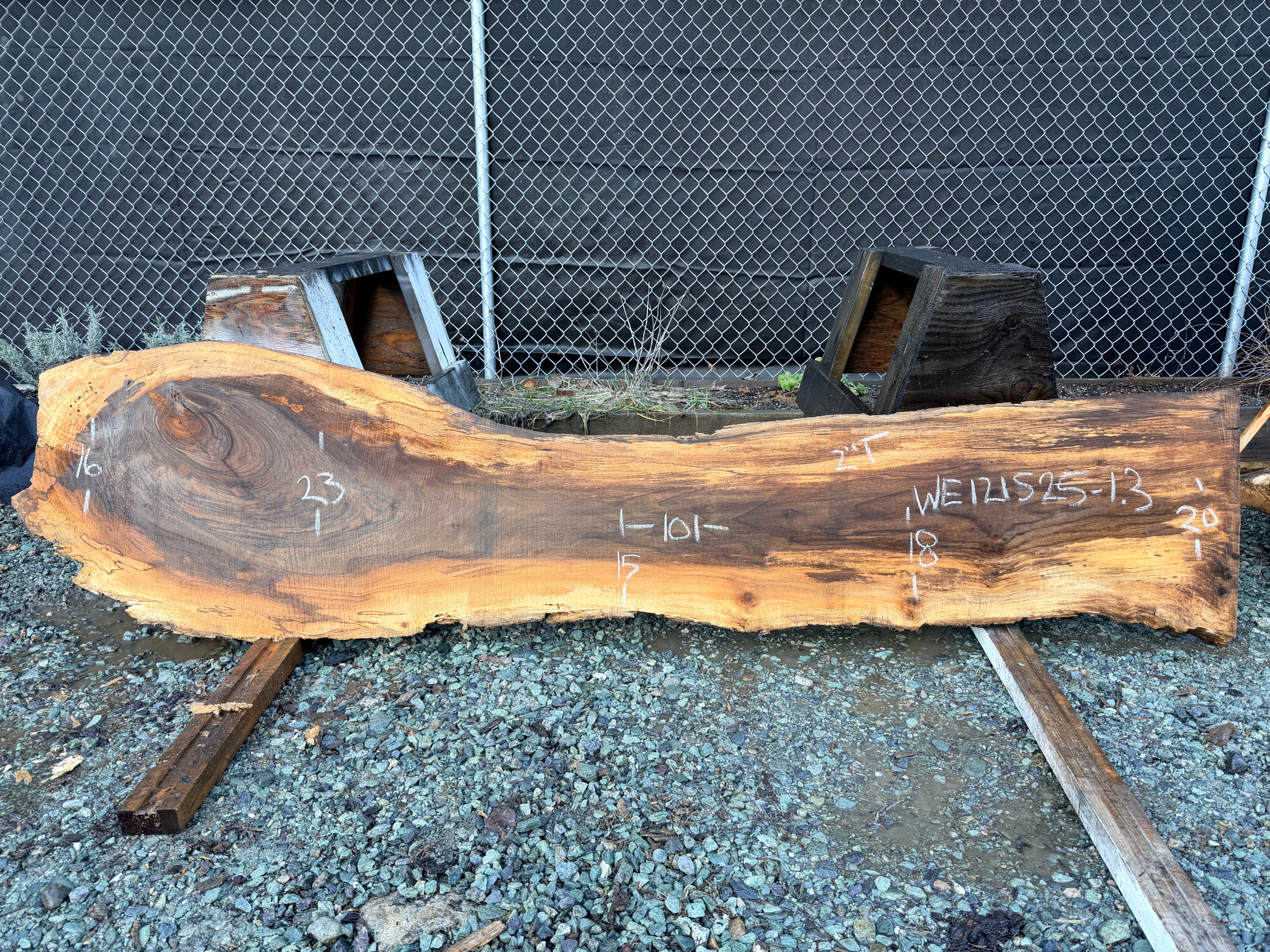 English Walnut - WE121525-1.3