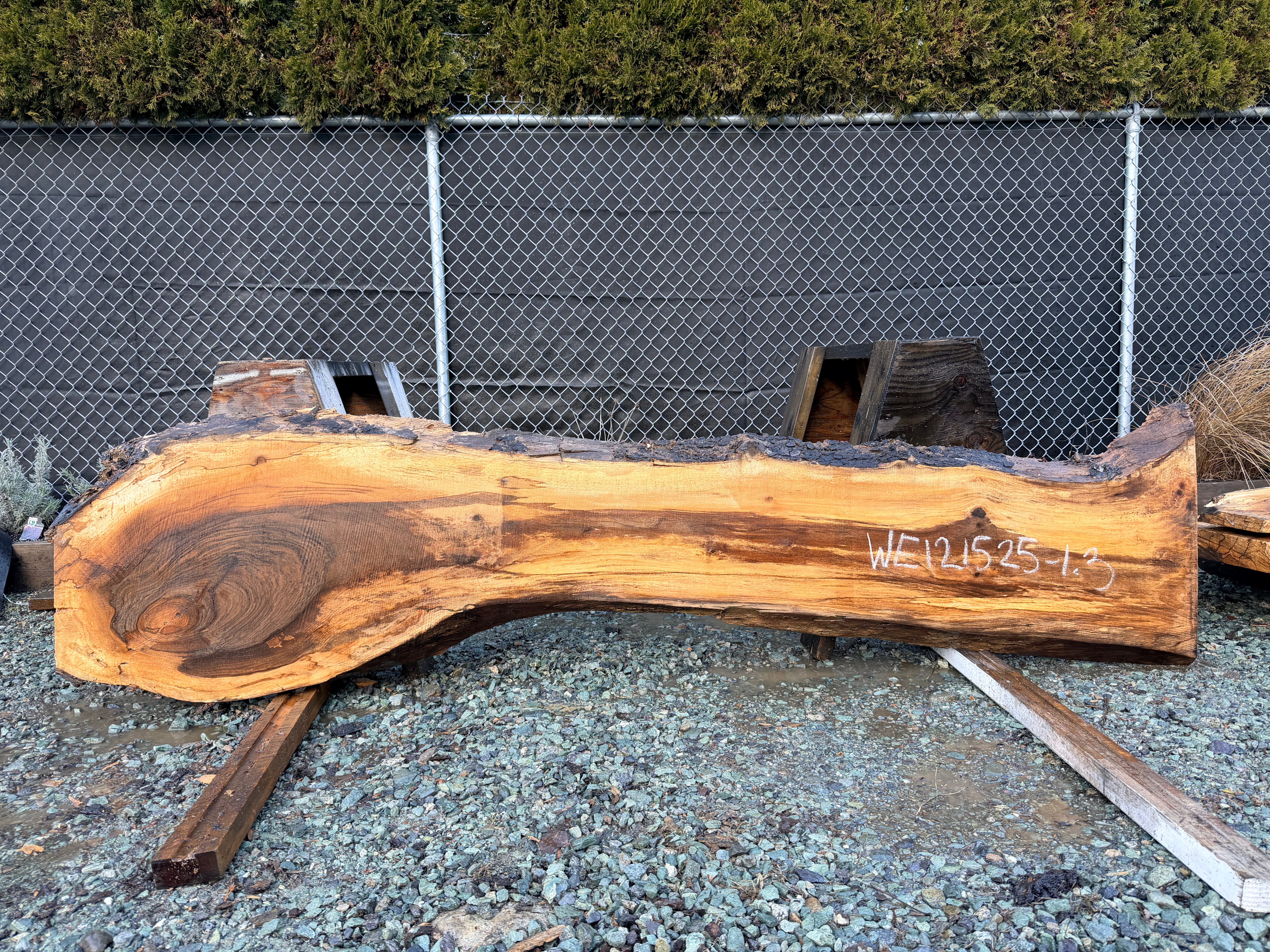 English Walnut - WE121525-1.3
