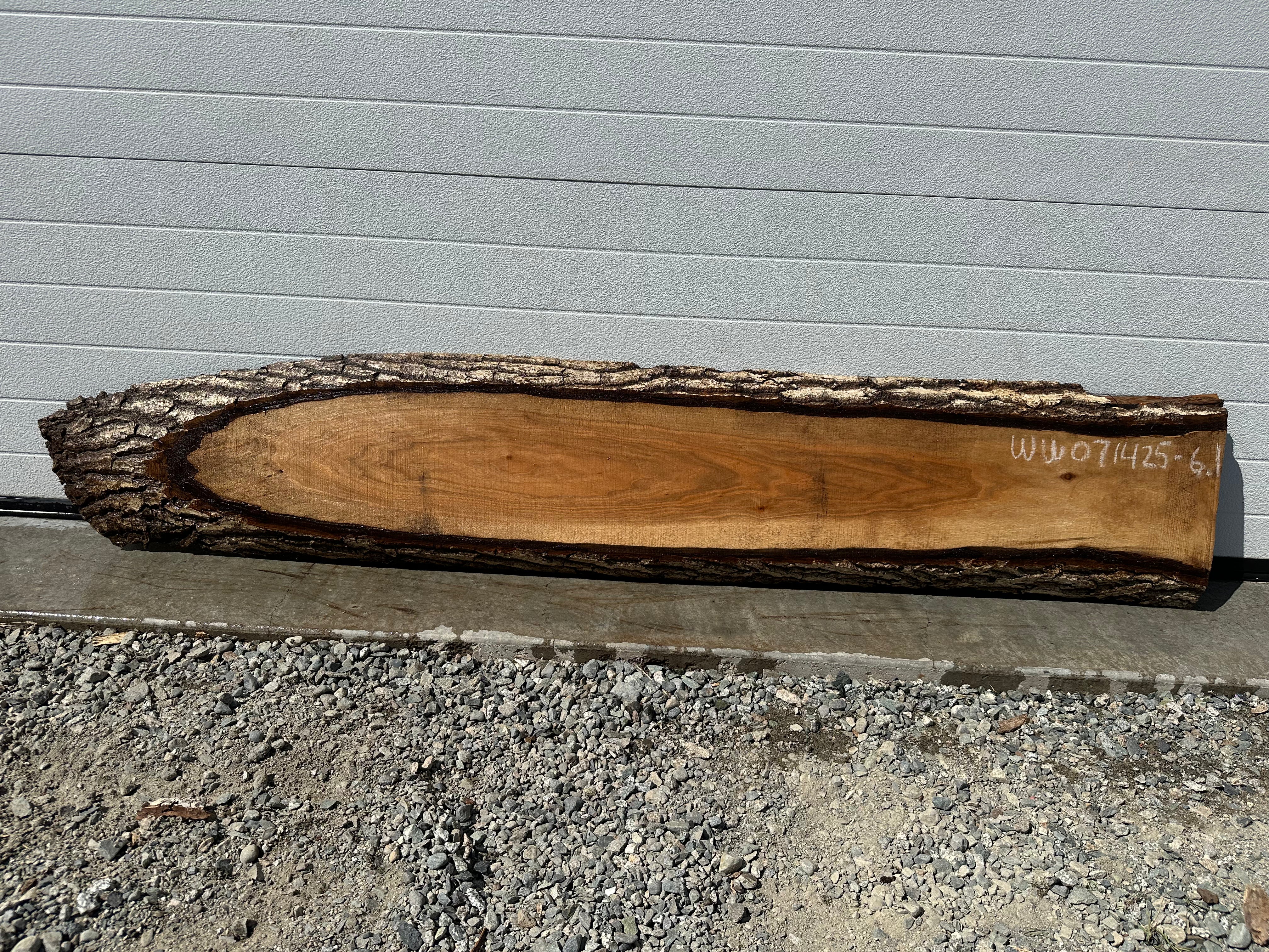 White Walnut - WW071425-6.1